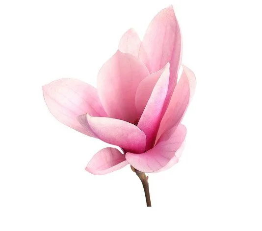 A pink magnolia flower with a brown stem.