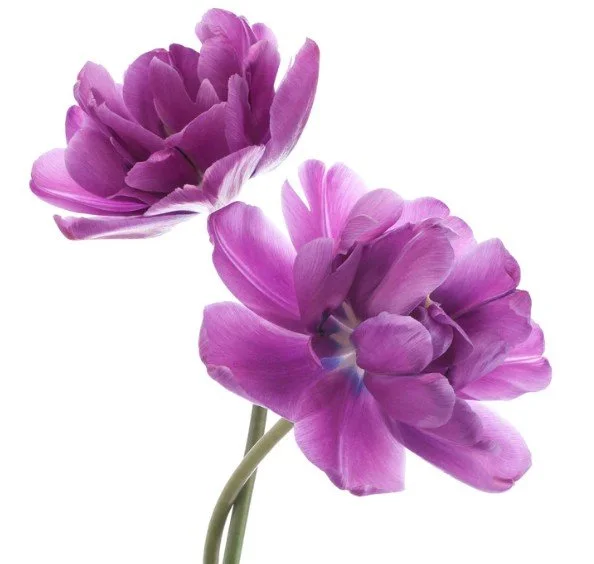 Two purple flowers with green stems on a white background.