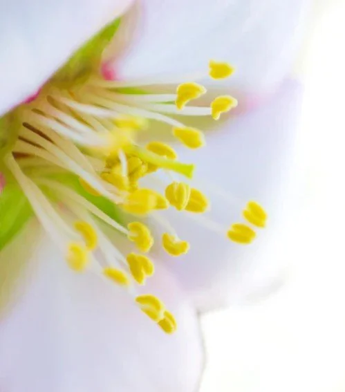Close-up of flower stamens with yellow anthers and white filaments.