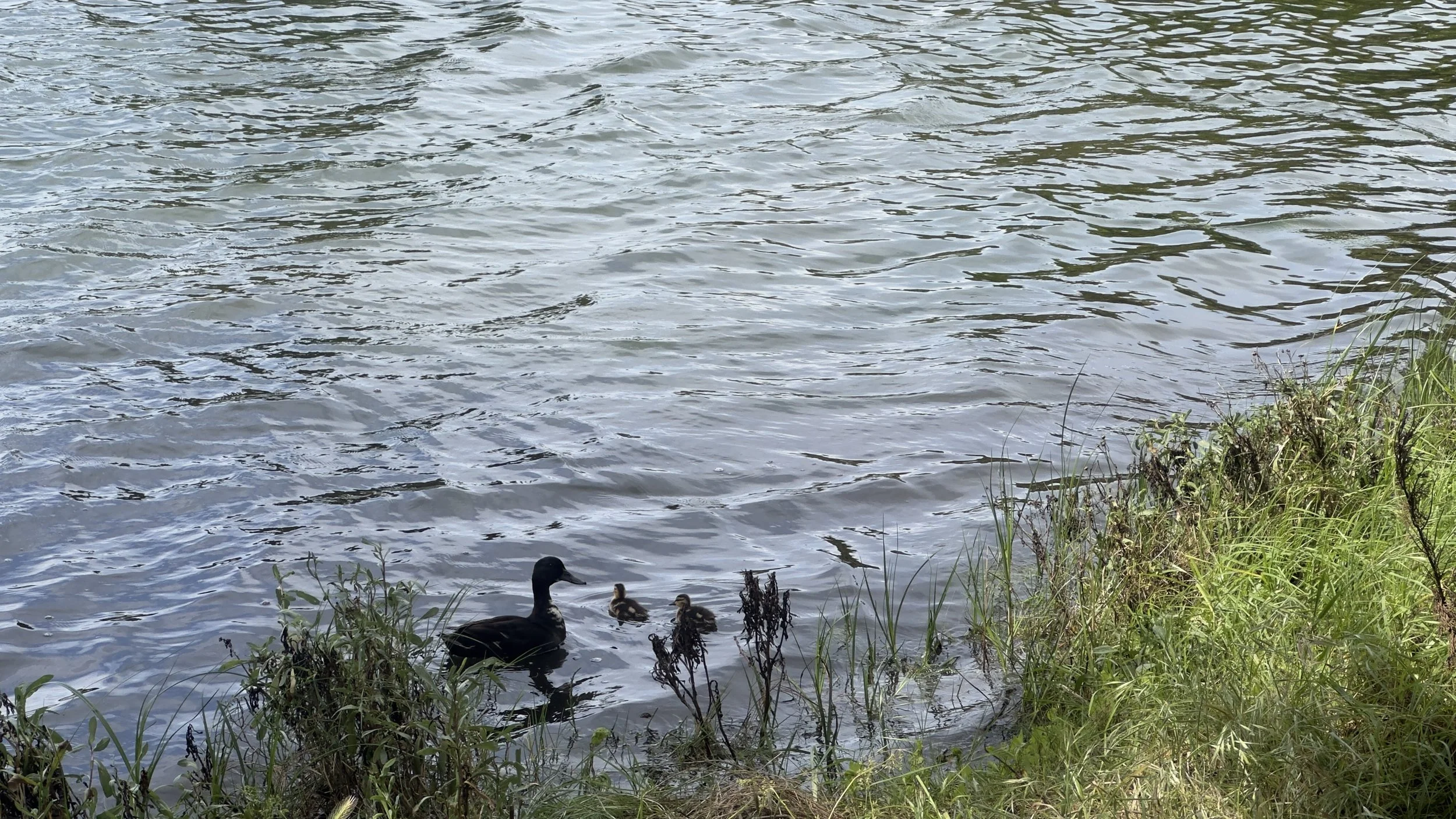 Ducks by the water