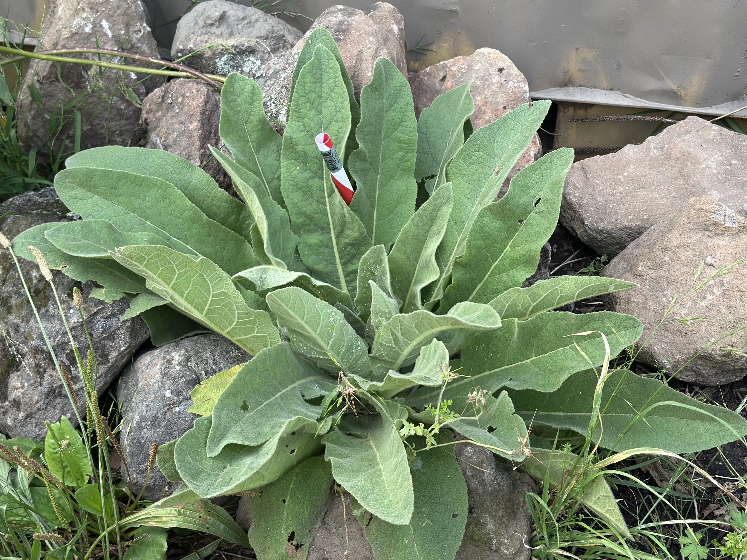 Southside green space