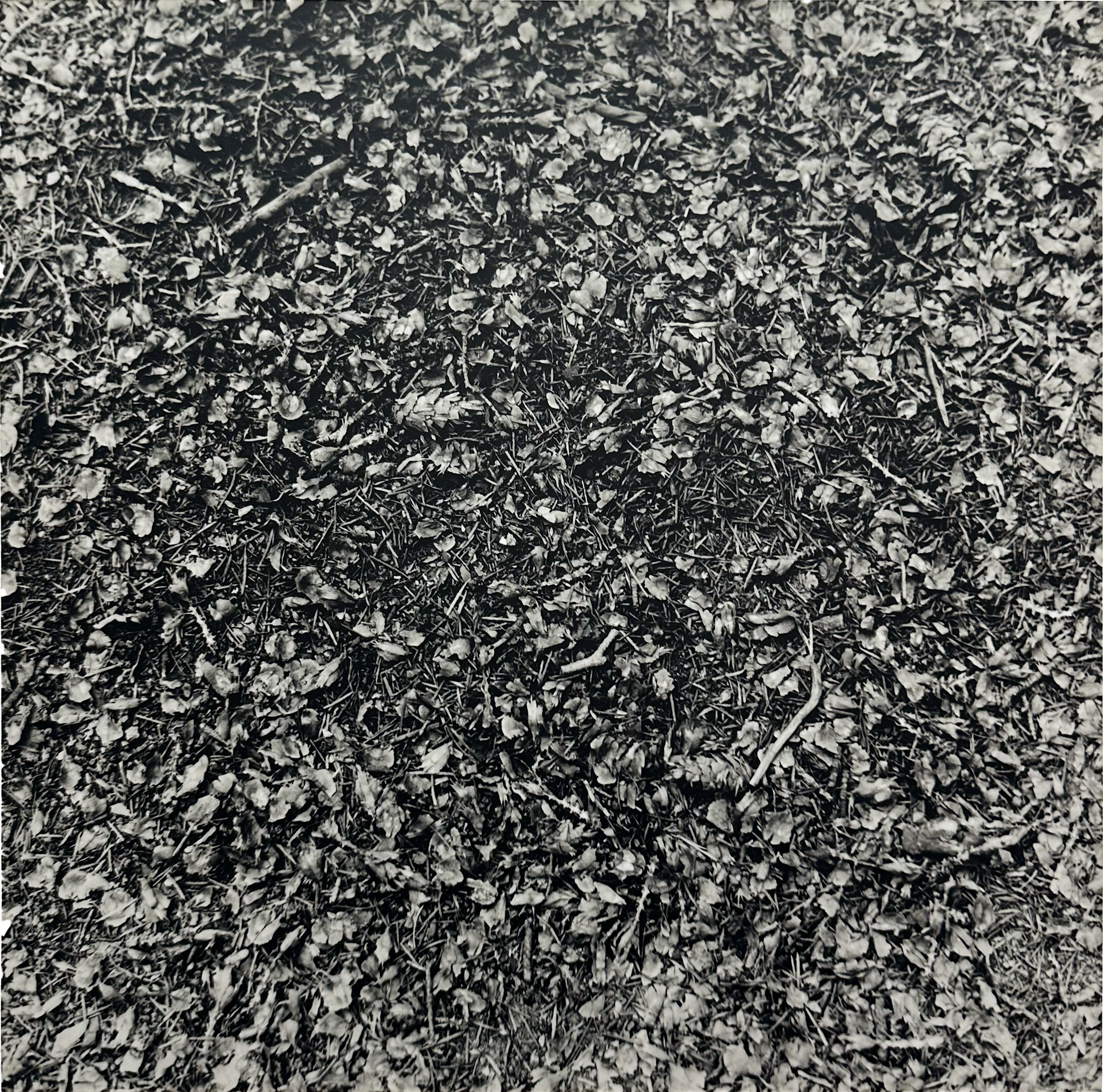 Lily Michaud, untitled ground, 1999, chromogenic print, 14" x 14".