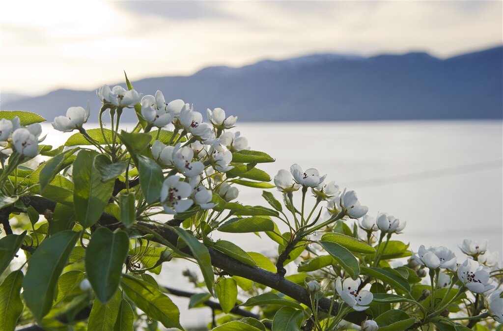 FruitBlossomHadanger_FjordNorway.jpg
