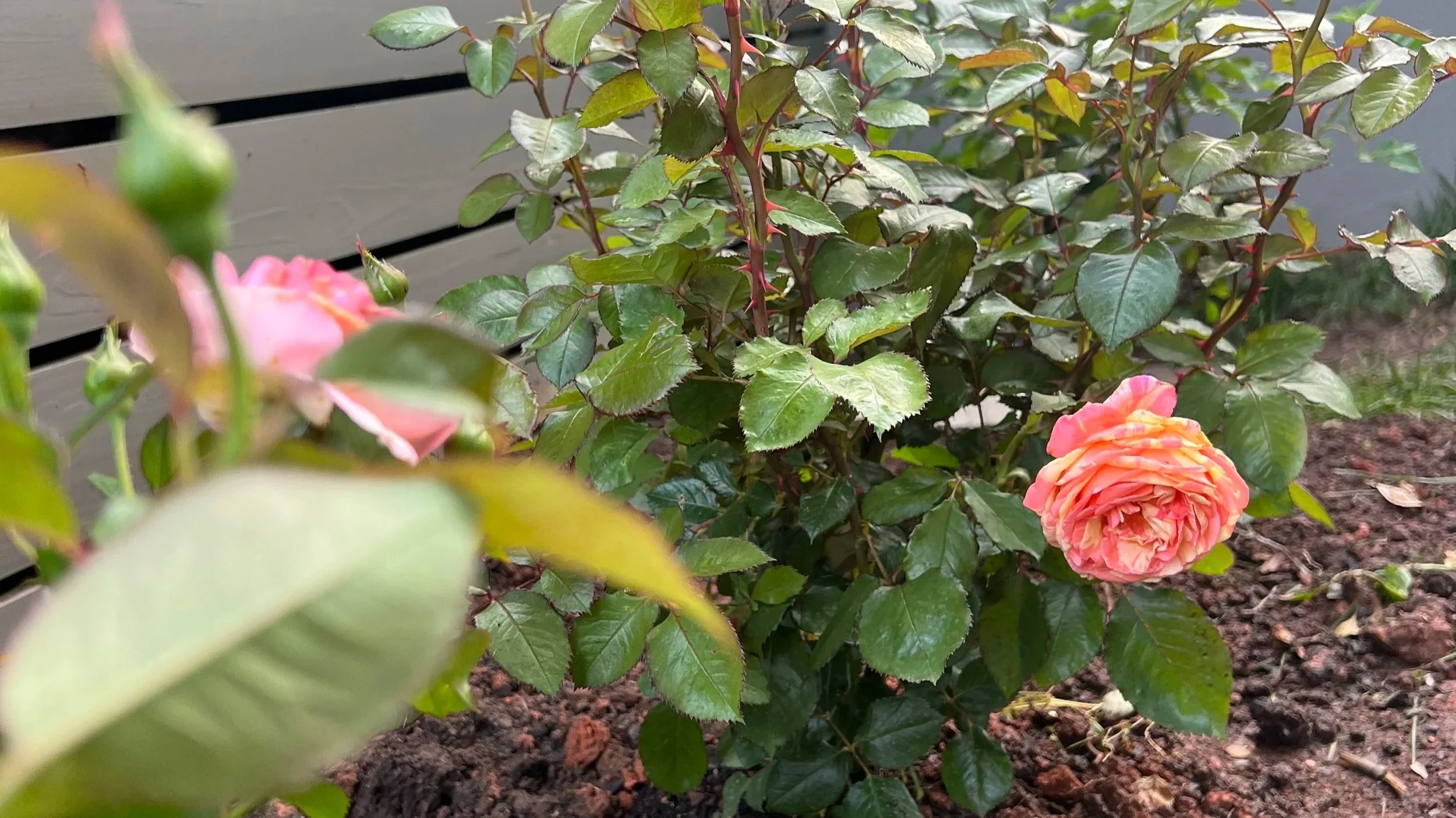 On Beginnings and Middles 