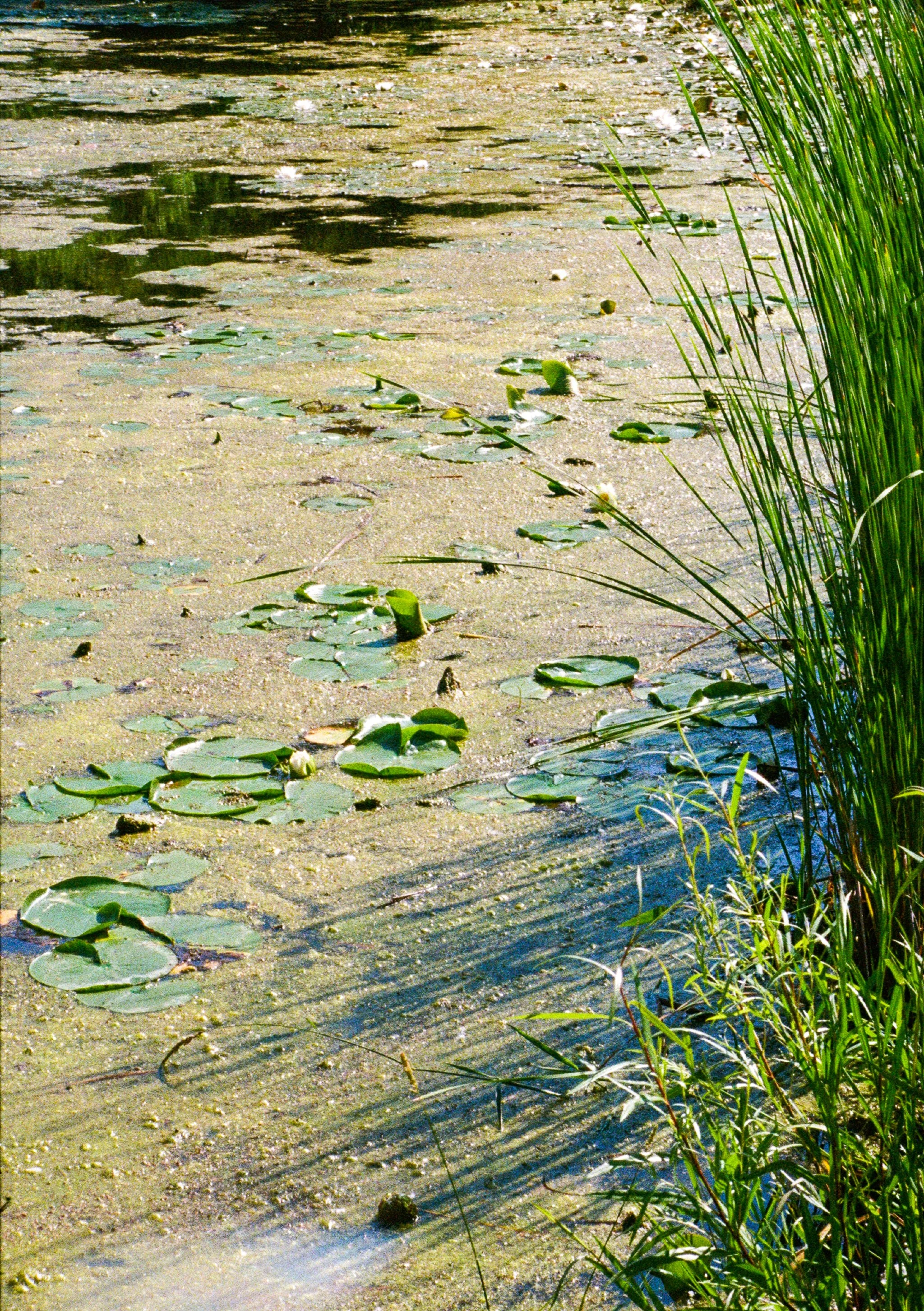 WNGMN_FILM_Kodak_Ultramax_400-7.jpg