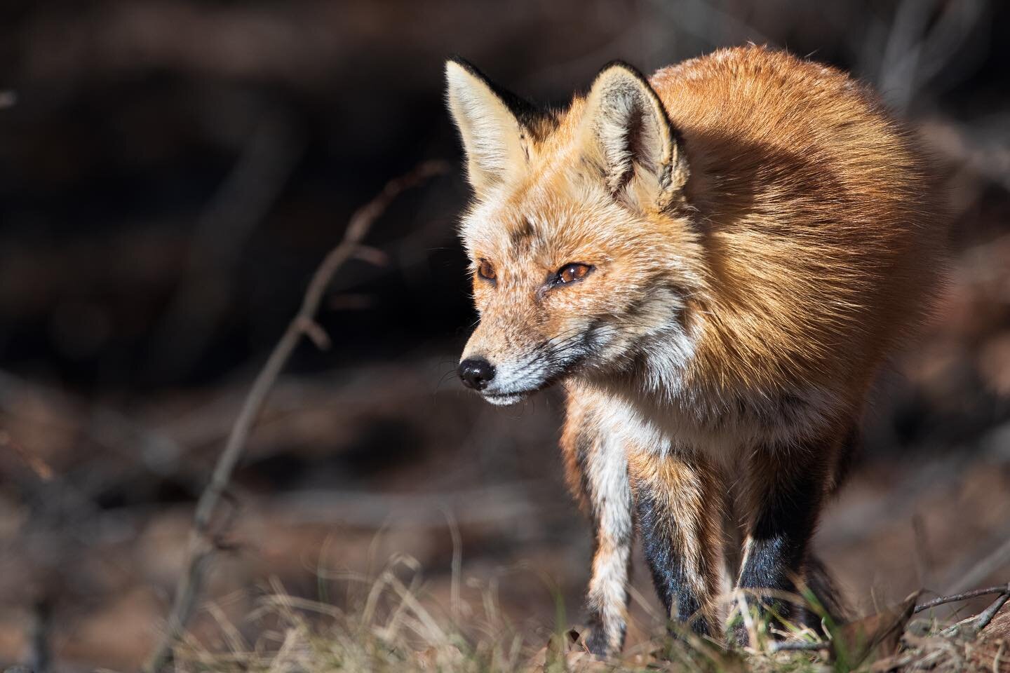 SWIPE 👉🏼 for a closeup 👀 

A male fox on the prowl. You can see missing fur from a wound healing between his eyes, likely from fighting off another male during the mating season which takes place in January-February. I&rsquo;ve grown familiar with
