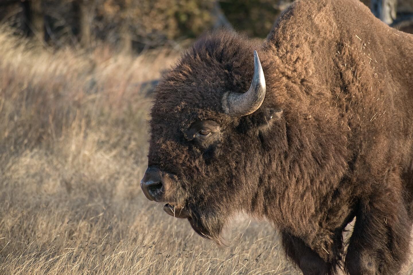 SWIPE 👉🏼 for a close-up! 

A frame from the archives of my old DSLR. Been missing the bigger mammals (bison, elk, coyotes, and otters) of Oklahoma more recently. Hope to go back soon and get some much better shots of an otter family I used to track