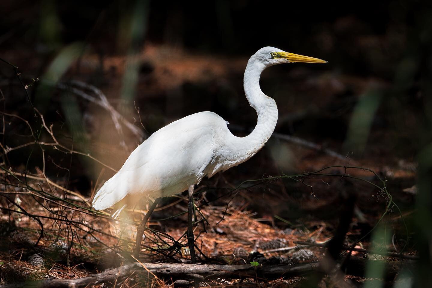 SWIPE 👉🏼 for a close-up! 👀

Watching this egret stalk the shadows of the huge pine forest it was easy to see that birds are descendants of dinosaurs. 

While many are used to seeing great egrets fishing in wetlands they are equally at home in the 
