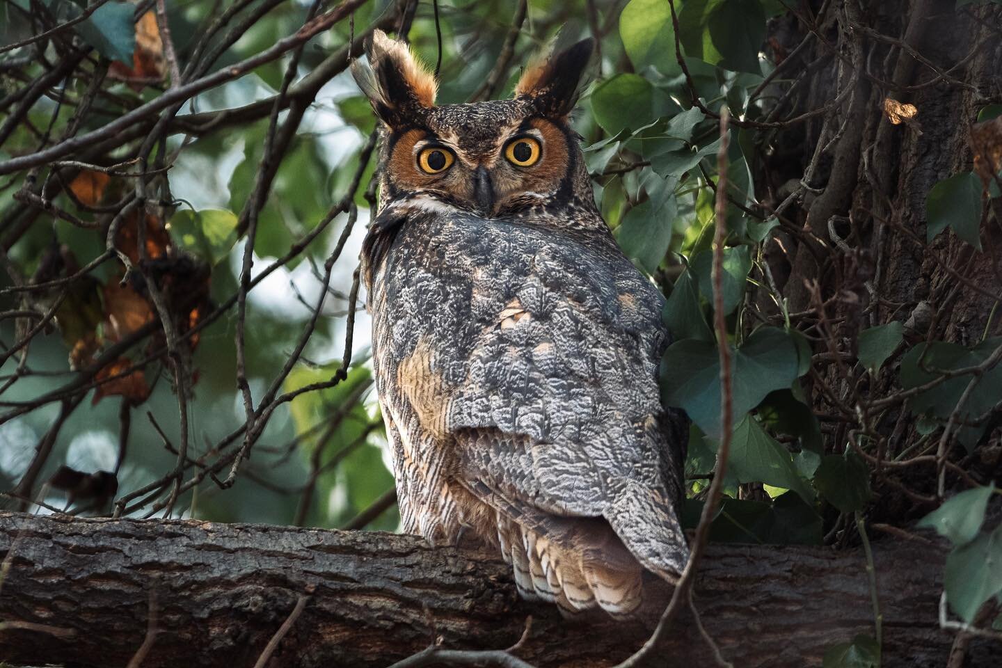 OWLERT! 🦉 
SWIPE 👉🏼 for a close up 

Spent Christmas looking for owls and it did not disappoint. Lucky to see this great horned owl before the rain showed up! 

#birdphotography #conservationphotography #climatechange #greathornedowl #wildlifephot