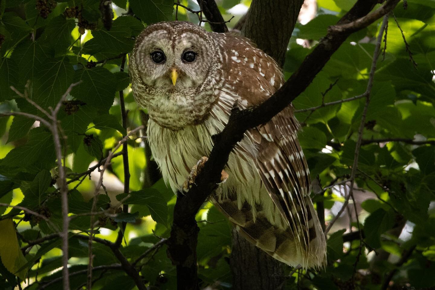 SWIPE 👉🏼 for the full shot 

Elliot the barred owl returns. A shot from this summer near the South Canadian river in Oklahoma. Hopeful I will get a chance to see her again soon!

#bestbirdshots #conservationphotography #climatechange #barredowl #wi