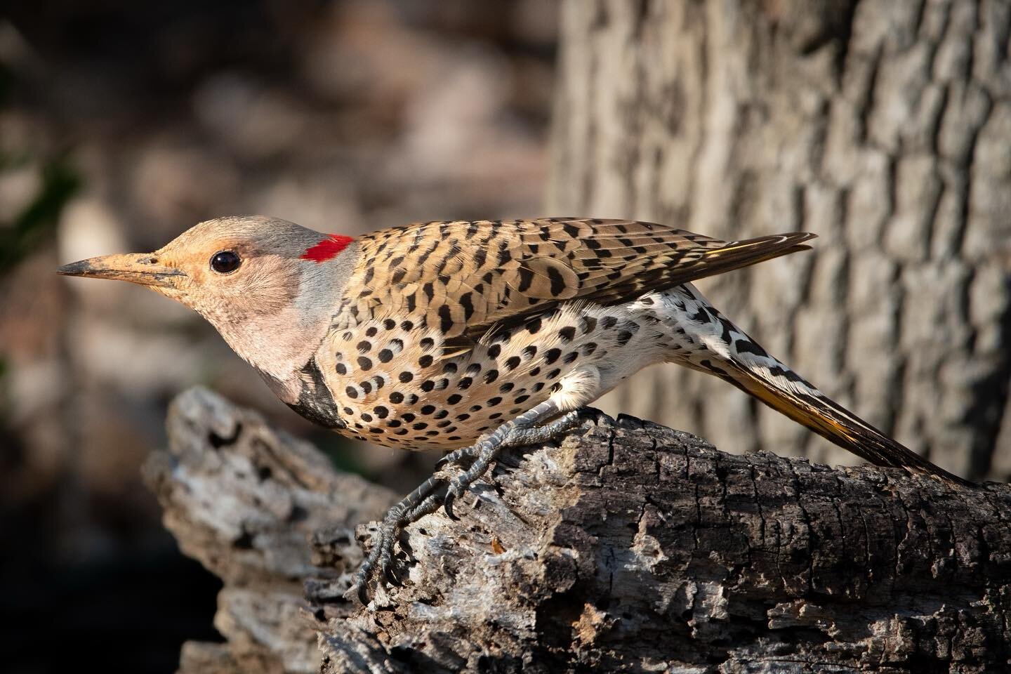 SWIPE 👉🏼 for a close up

A northern flicker, a type of large woodpecker, uses her tail to balance on a dead log she is feeding from. As I grew up in Oklahoma I&rsquo;ve always loved watching these birds. There are so many variations in color and ma