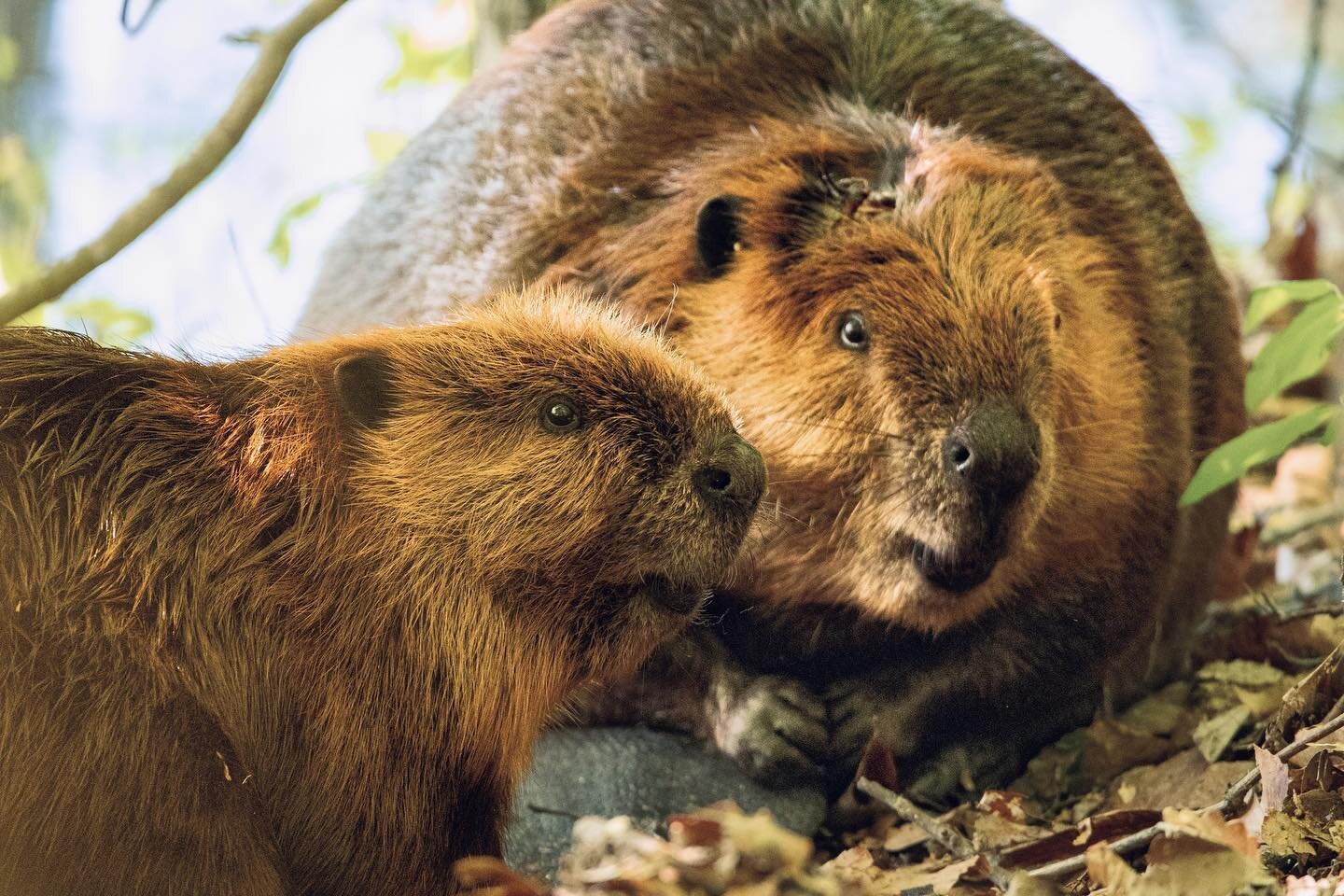 SWIPE 👉🏼 for a close up!

ro&bull;tund 
/rōˈtənd/

adjective 

1. plump, round or spherical 

Example: An absolute unit of a mother beaver and her rotund child.

#bigbeaverenergy #conservationphotography #climatechange #beaver #wildlifephotography 