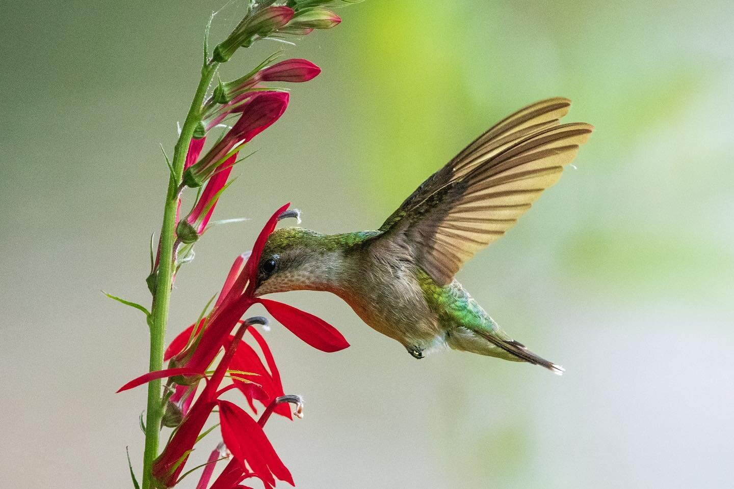SWIPE 👉🏼 for a closer view

A female ruby-throated hummingbird stops to feed on nectar from a cardinal flower 🌺 

I was incredibly lucky to get this shot. I had been waiting near a patch of the flowers which I knew attracted hummingbirds when I&rs