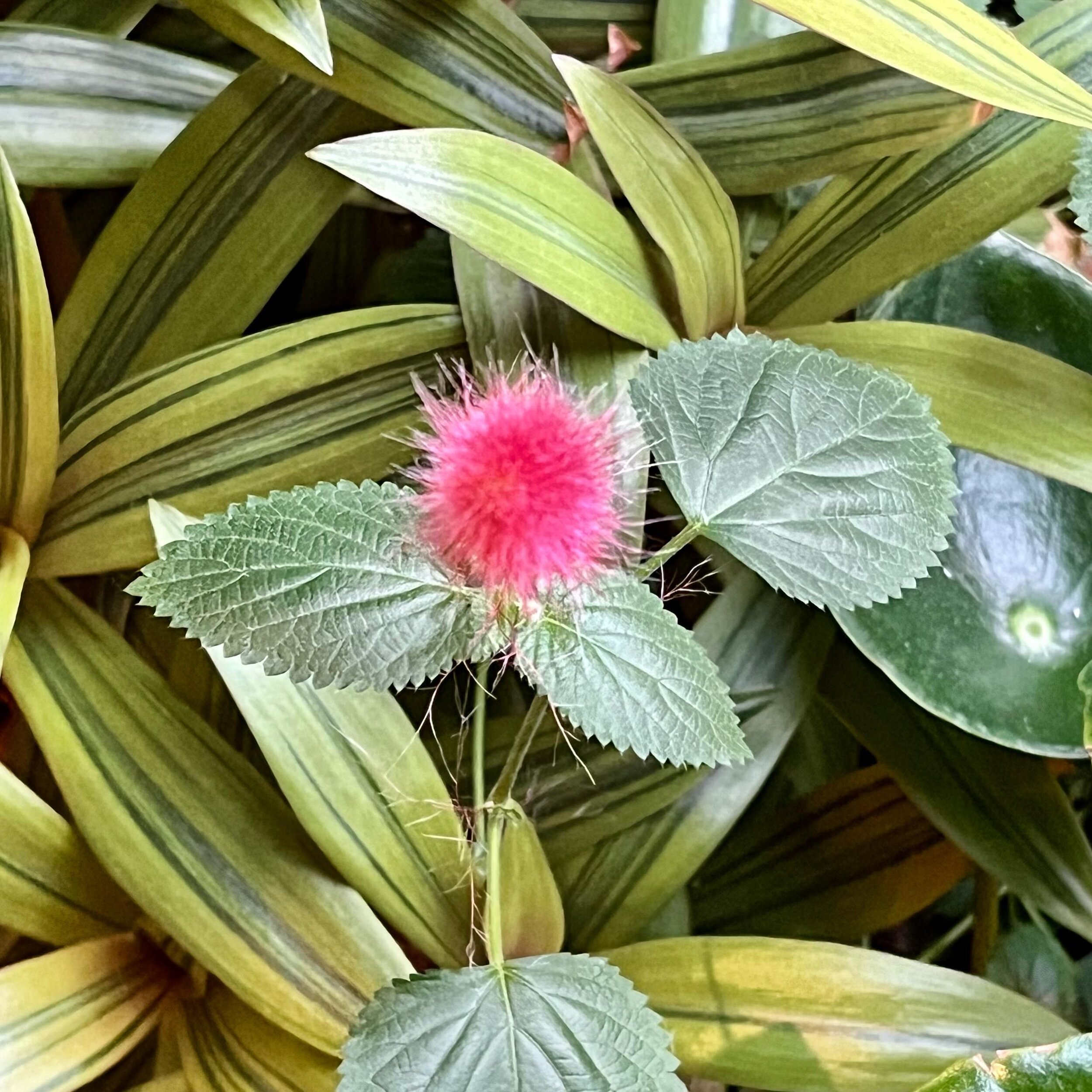 Houseplants.

#pnw #forestgarden #houseplants #flowers #indoorflowers