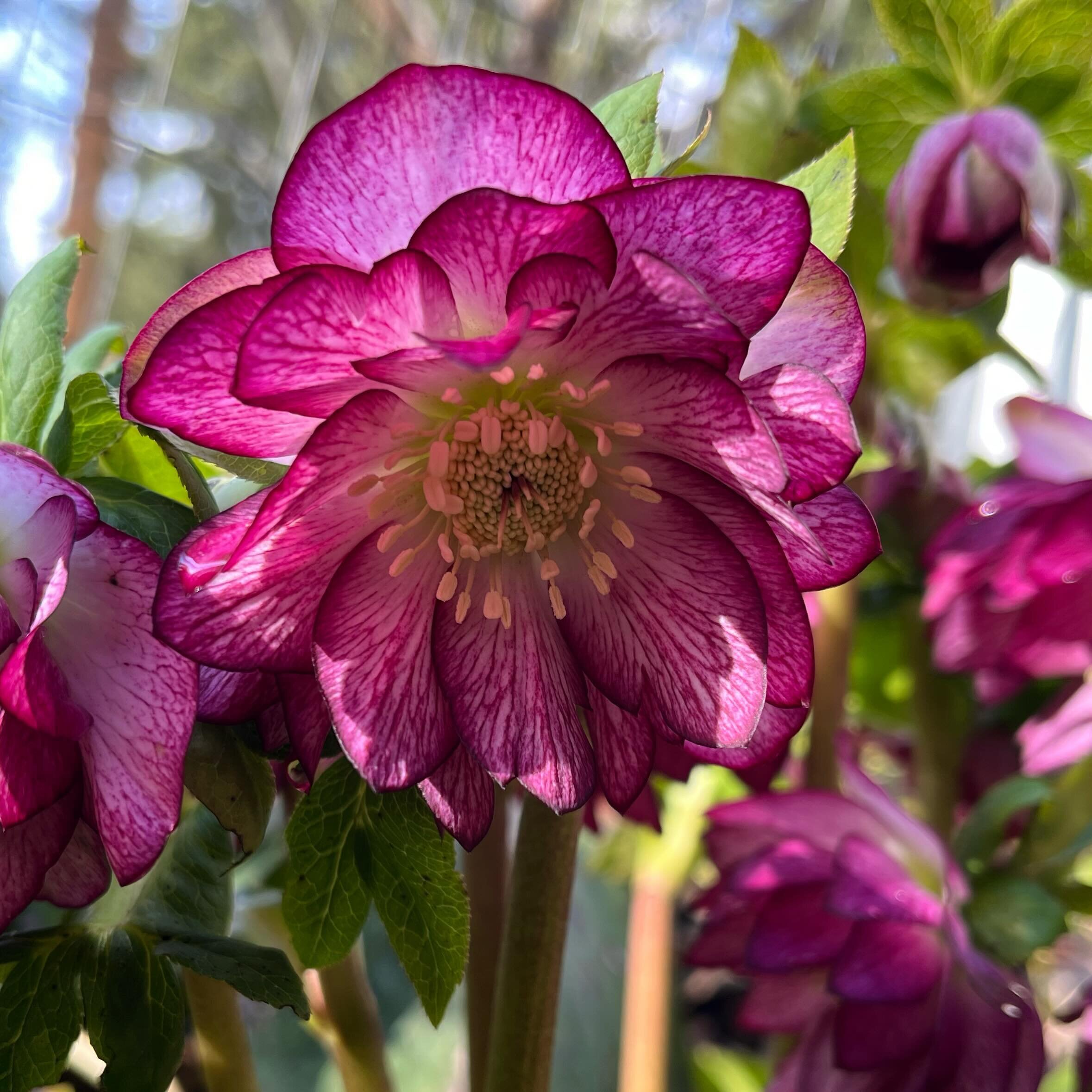 Hellebore.

#pnw #forestharden #flowers #hellebore