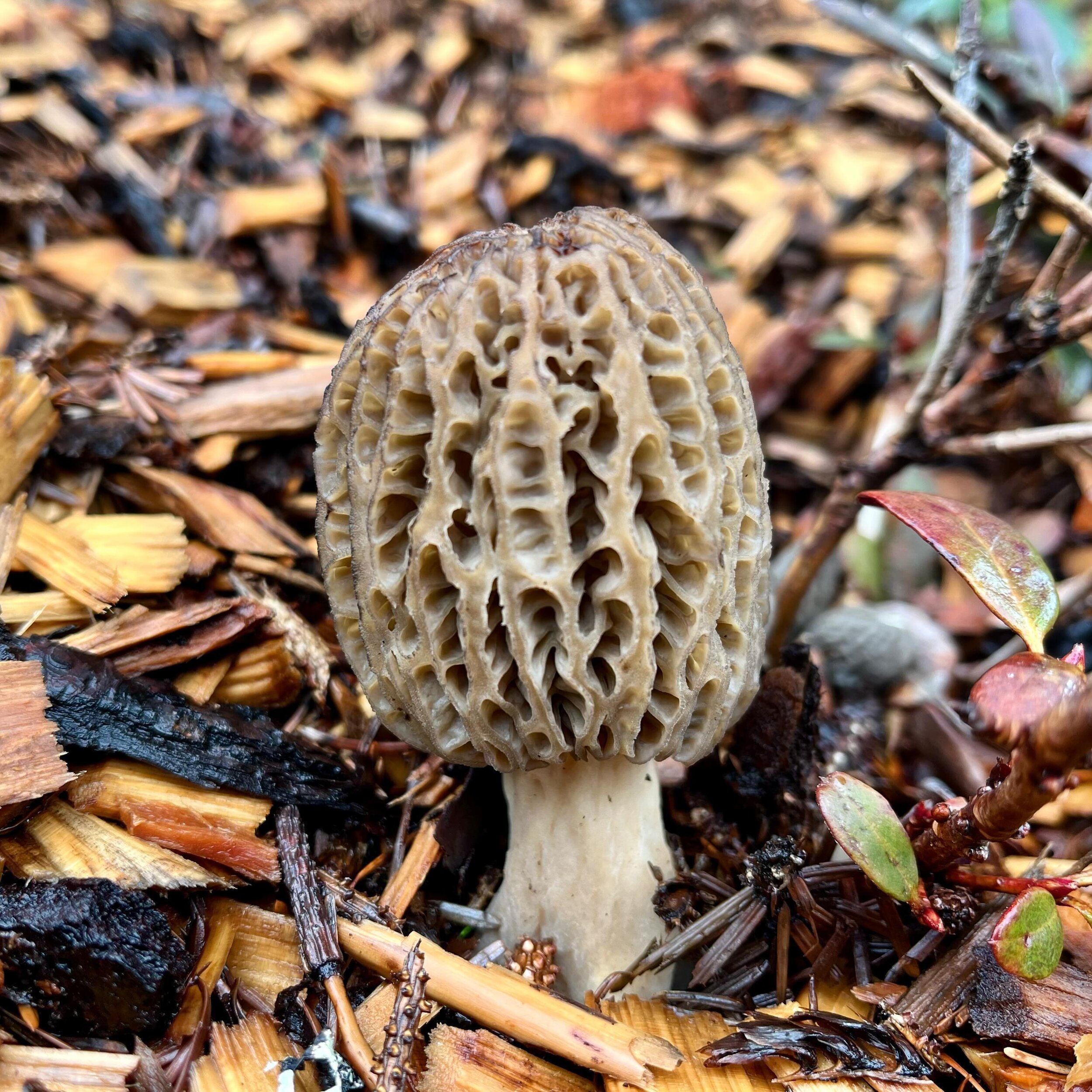 Morel mushroom.

#pnw #forestgarden #morel #morelmushrooms #mushrooms #spring #rain #woodchips #fungi