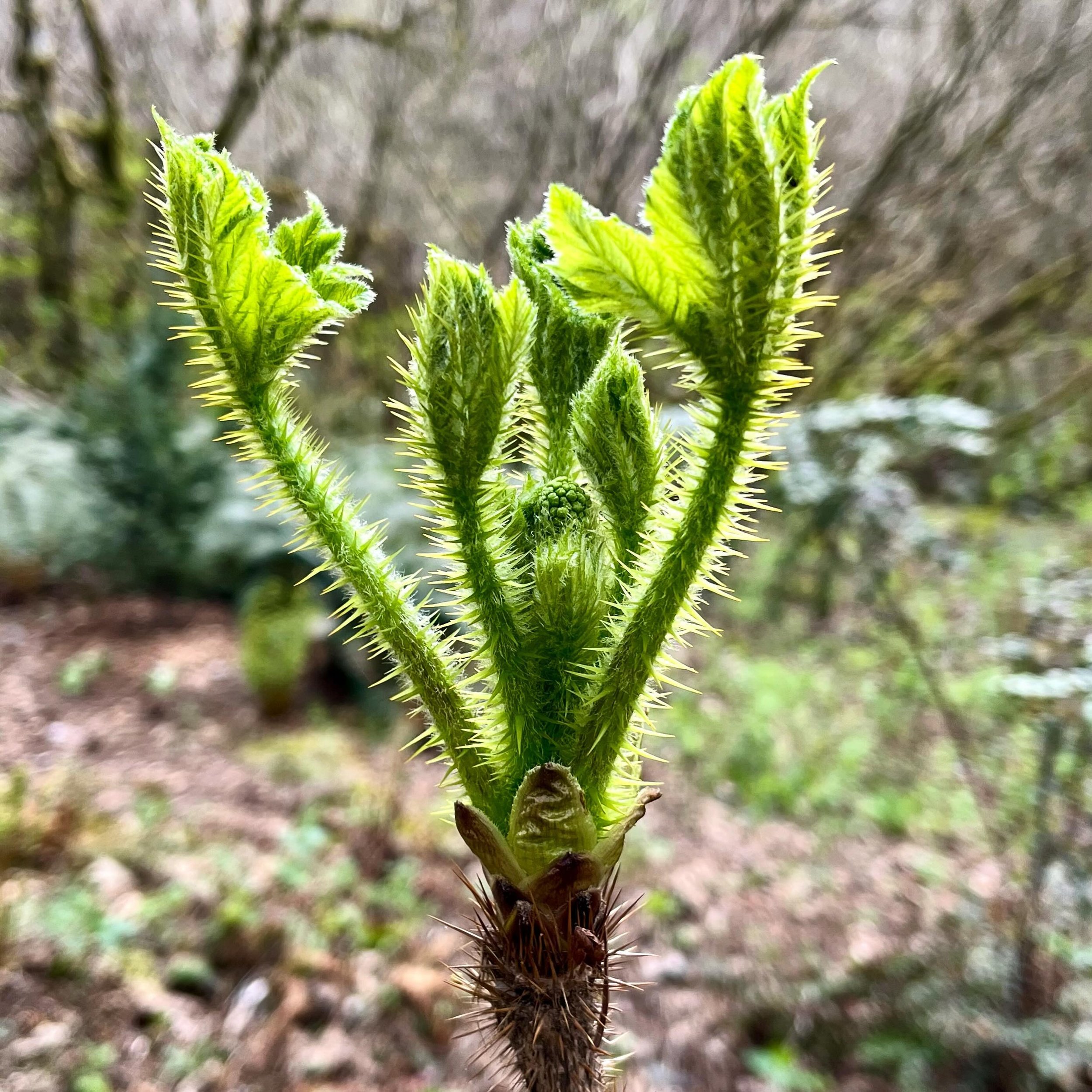 Oplopanax horridus - Devil&rsquo;s club

#pnw #forestgarden #shadegarden #spring