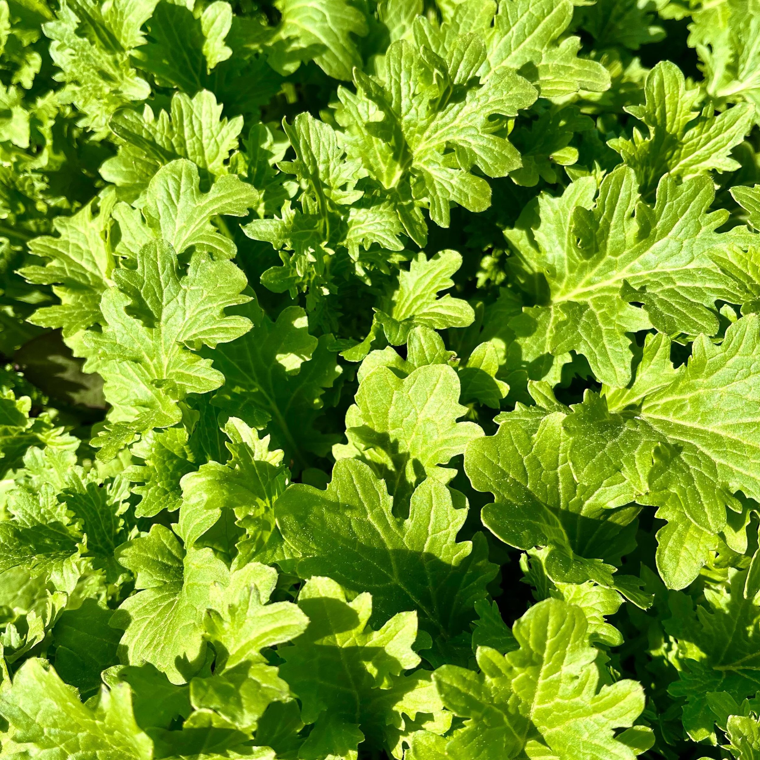 Wasabina mustard. New variety for me. Does have a hint of wasabi. Pretty good.

#pnw #forestgarden #ediblegarden #mustard #wasabi #growyourown #vegetables