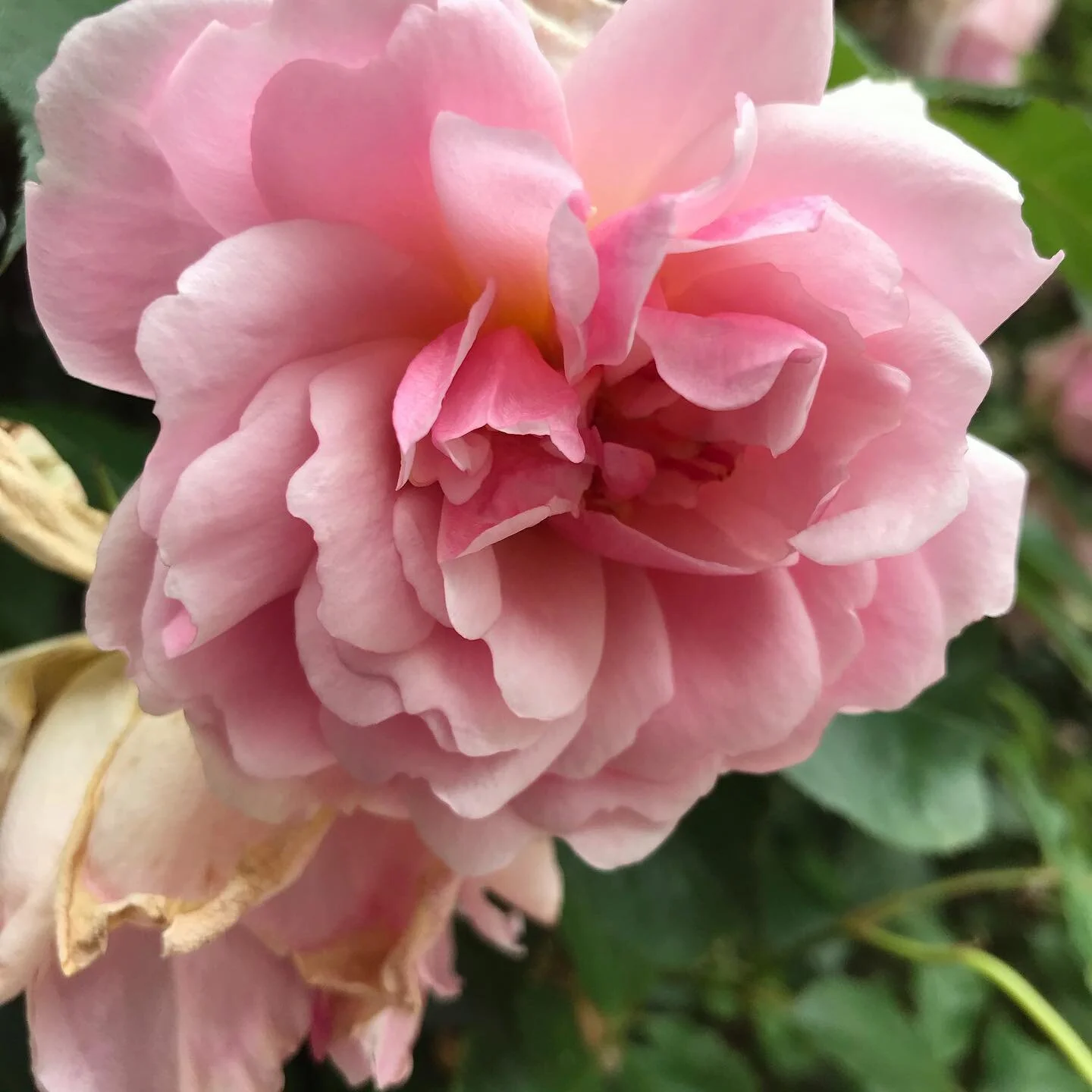 LOVE #street #iphoneshot #pink 💝