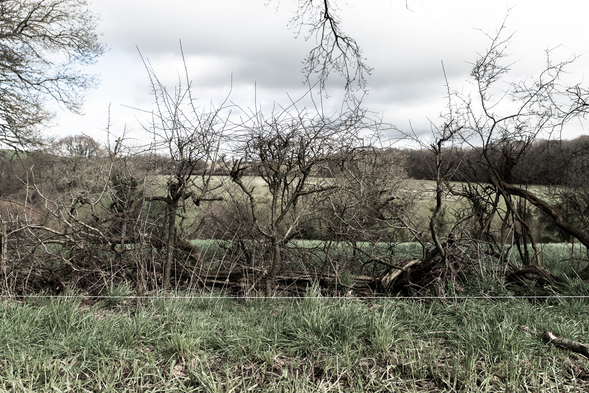 A 'transparent' hedge