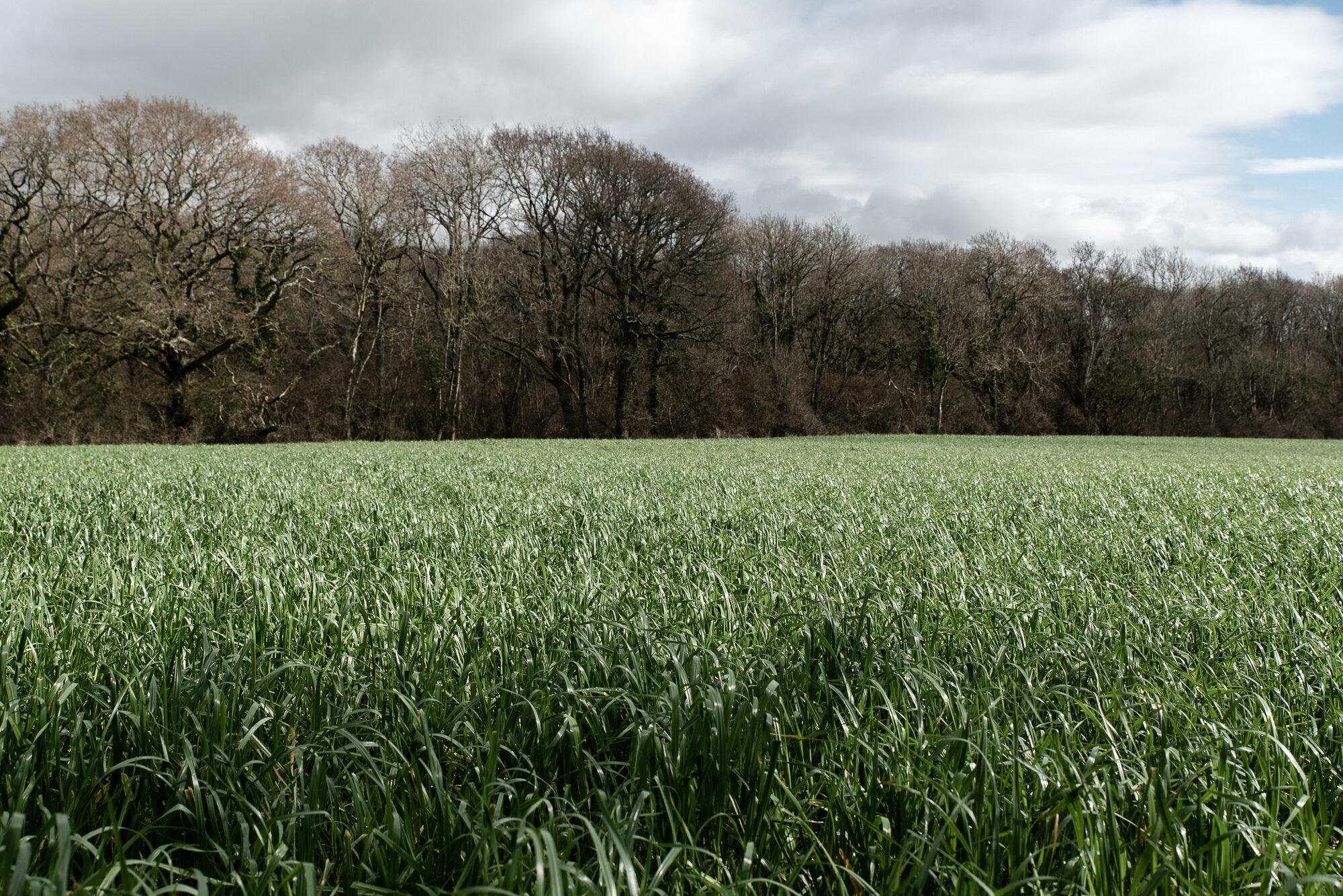 Rye-grass to ancient woodland transition