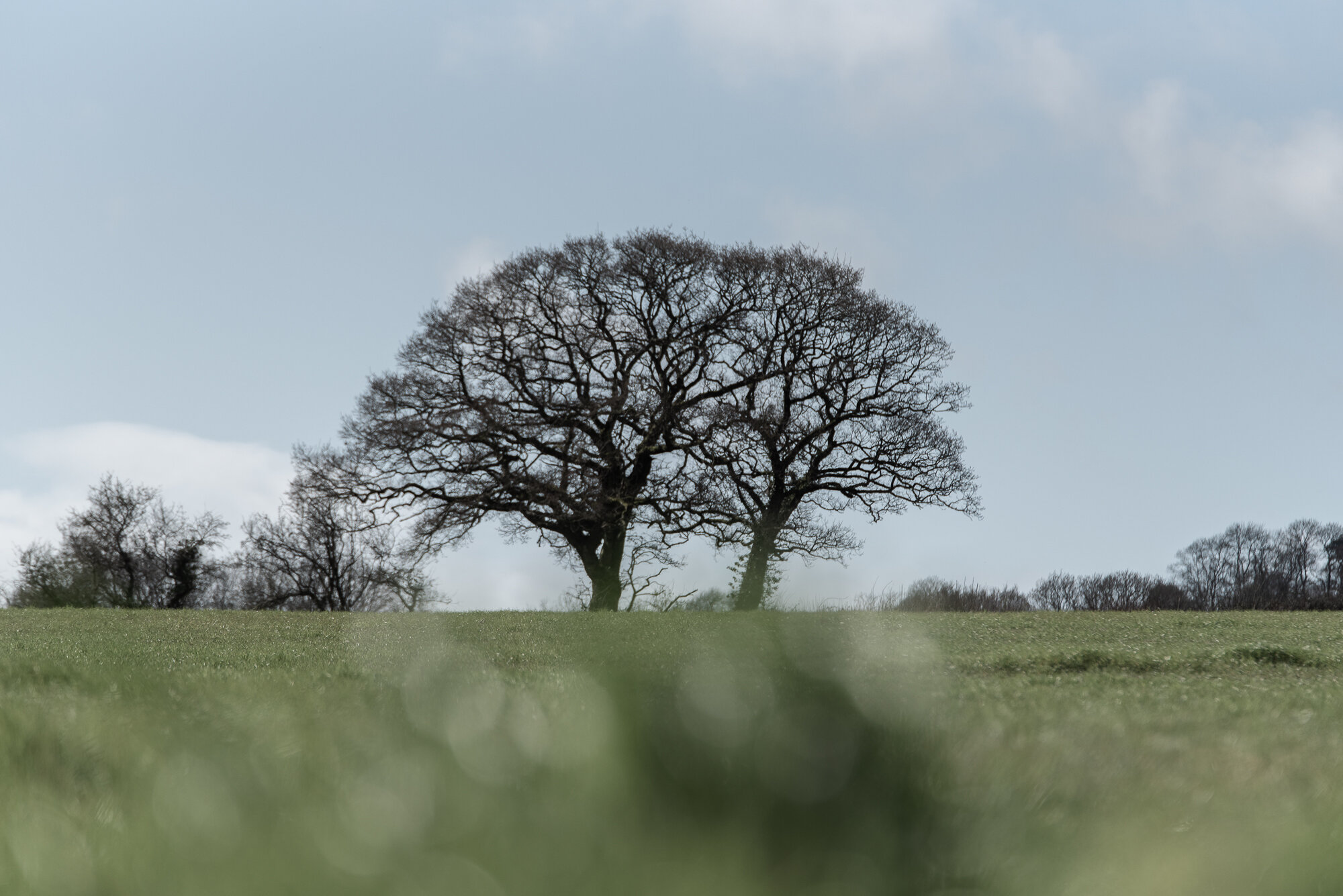 Two Oaks in a transparent hedge