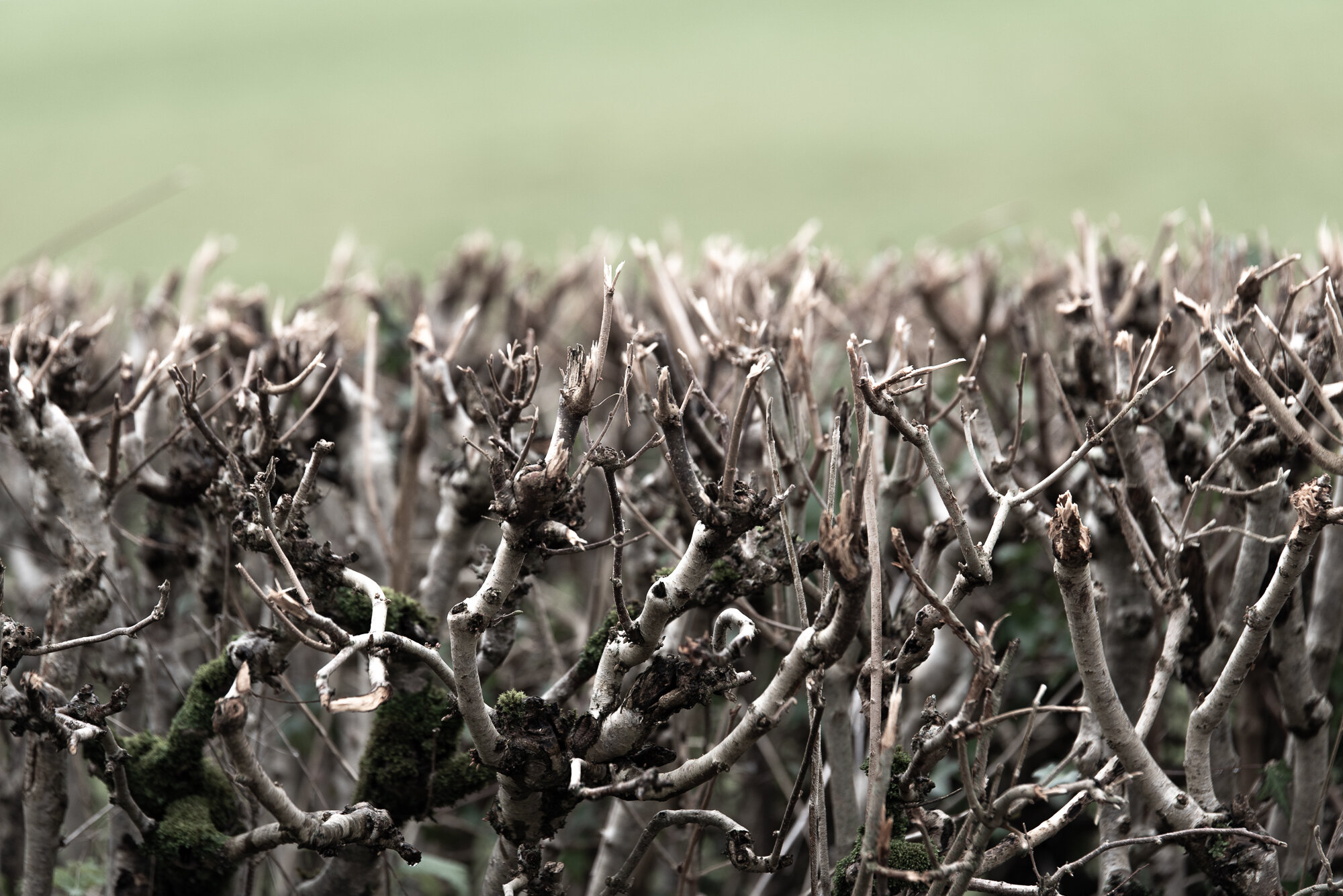 Flailed hedge - for looks not nature