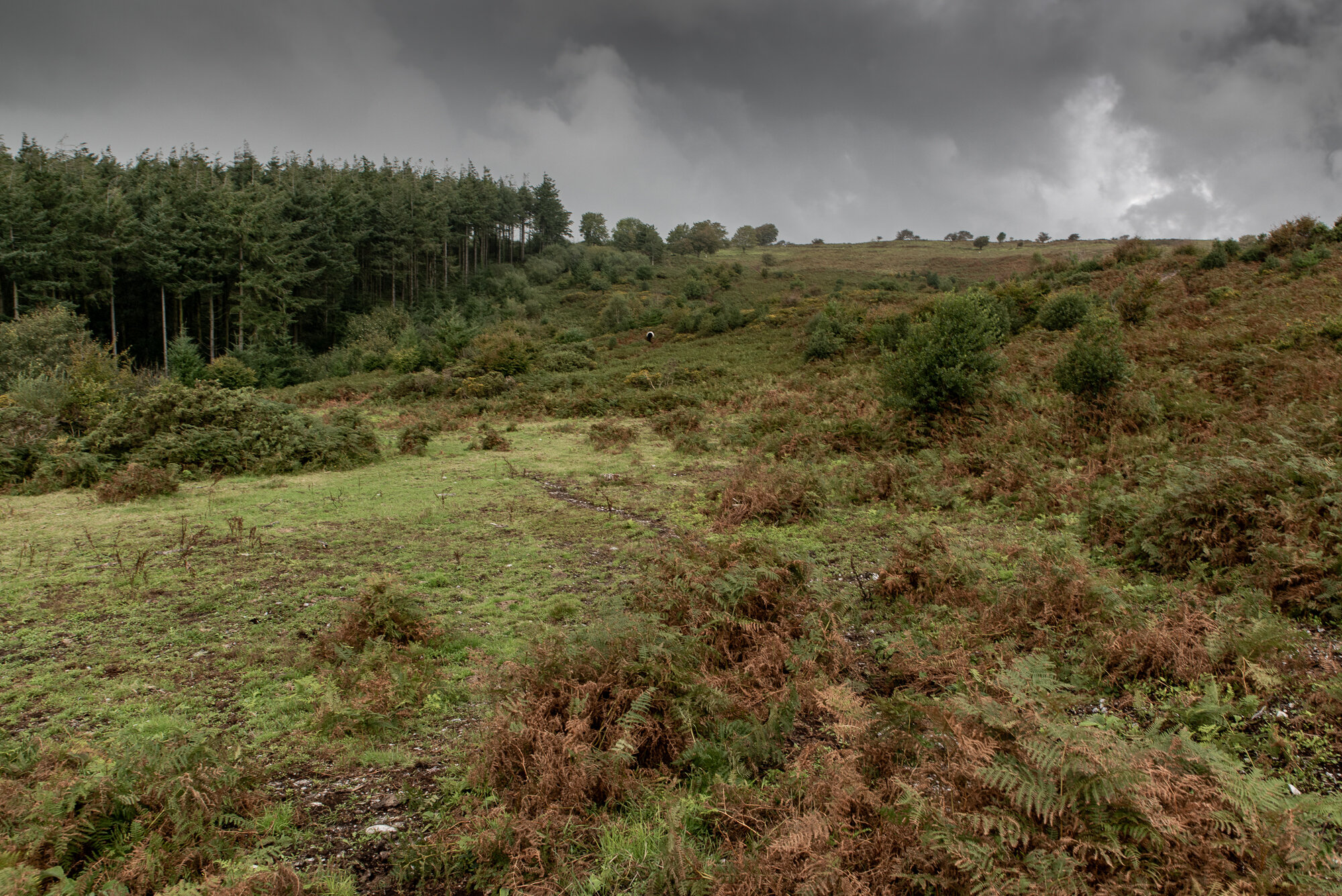Scrub and remains of plantation forestry