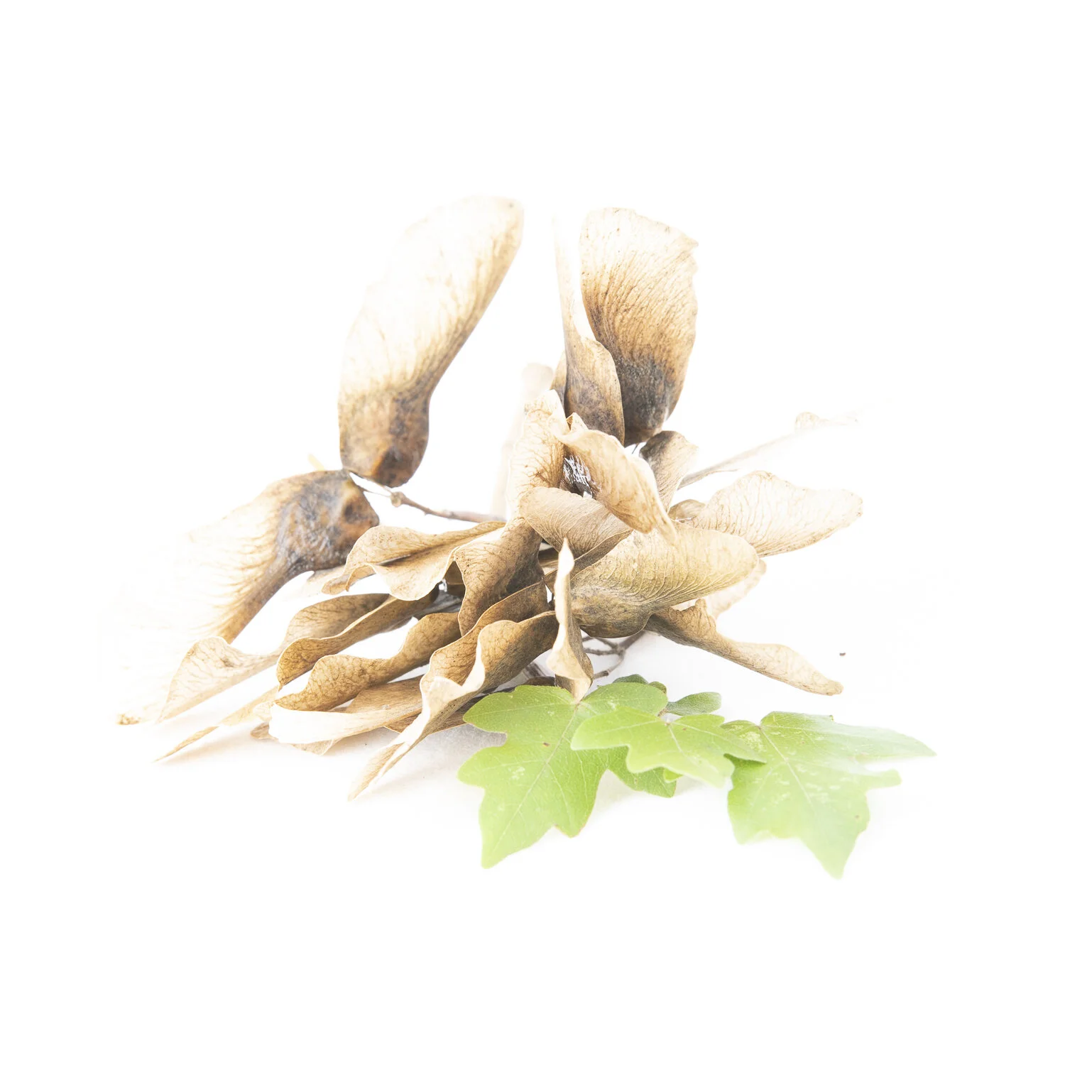 overexposed - 8639.jpg