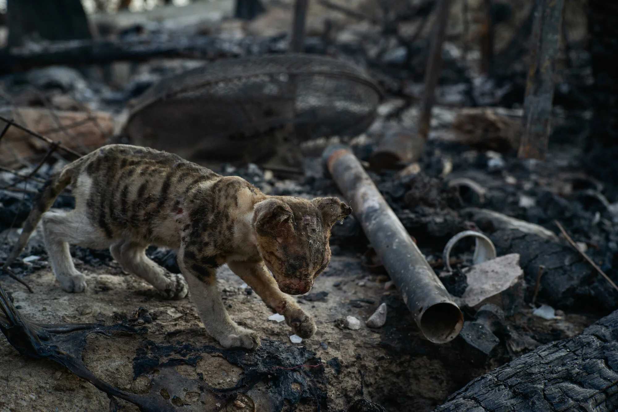  Moria Camp, Lesbos - 13/09/2020  A wounded kitten tries to find its way through the ruins of the camp. Its soft cries on the morning after the fire catches the attention of Mr. Akhlaghi, who starts taking care of the animal. 