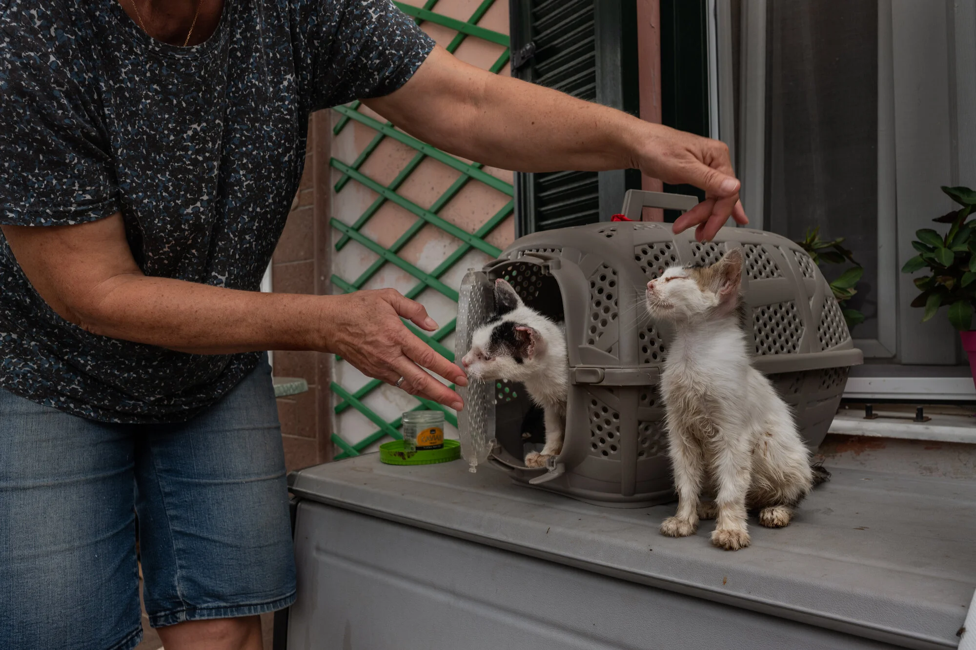  Loutropoli Thermis, Lesbos - 28/09/2020  Larisa Burak is taking care of two kittens that suffered minor injuries in the Moria fire. Another severely injured cat is also recovering in her care. 