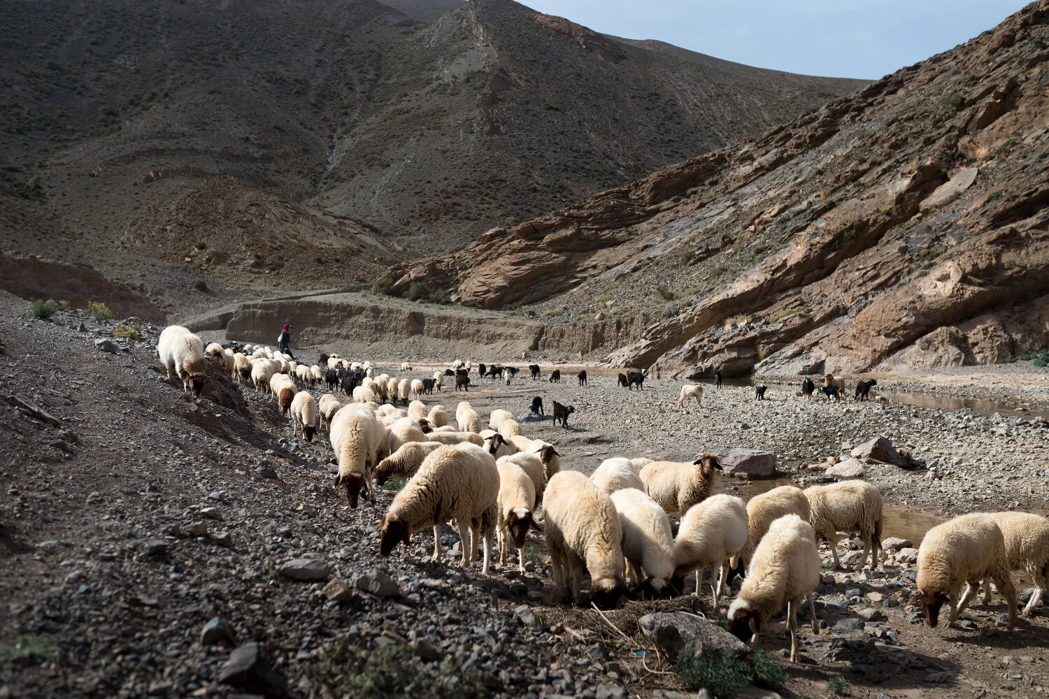  Tamtetoucht, Morocco - 25/09/2017   A goat herder is herding a pack of sheep and goats through a dried-out river bed in the Atlas Mountains. Locals say the amount of water in the river decreases every year.  