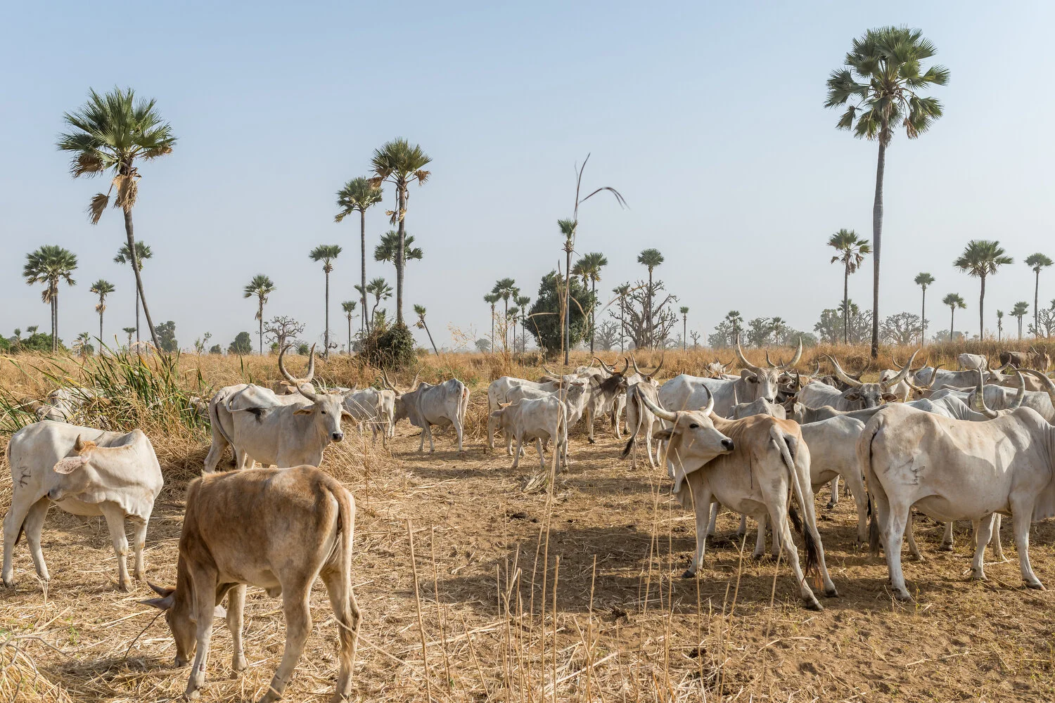  Siné Saloum Delta, Senegal - 28/12/2017  An area of farmland with grazing cows in the Siné Saloum Delta. As saltwater from the Atlantic Ocean moves into the delta region in the dry season, it salinizes the groundwater by saltwater intrusion. As the 