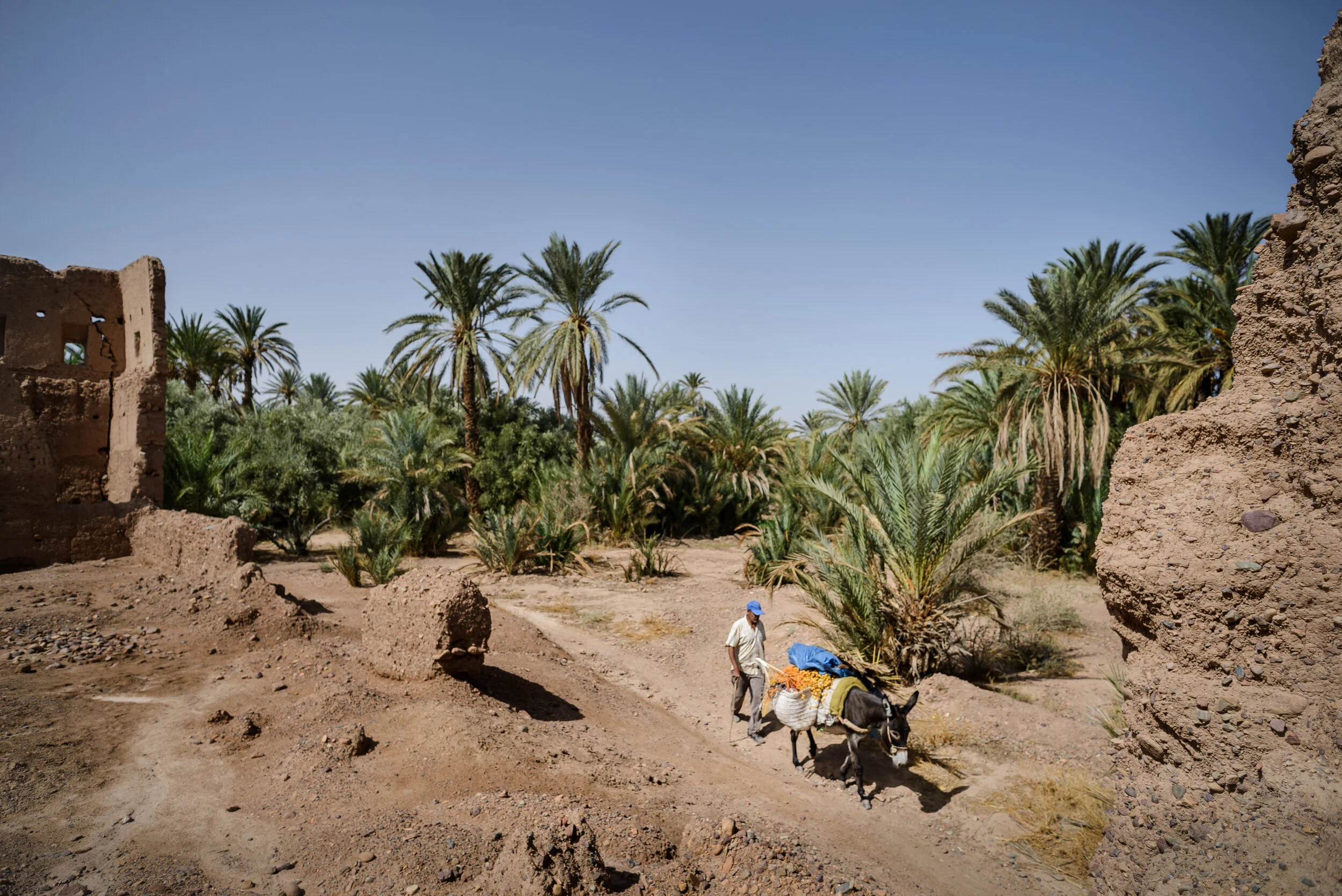  Tamegroute, Al Fougara, Morocco - 03/10/2017  A man transports a cart of palm fruits and dates with a donkey through the oasis of Tamegroute. Ecologists say that oases form a natural barrier against the expansion of the desert. If they were lost, ex