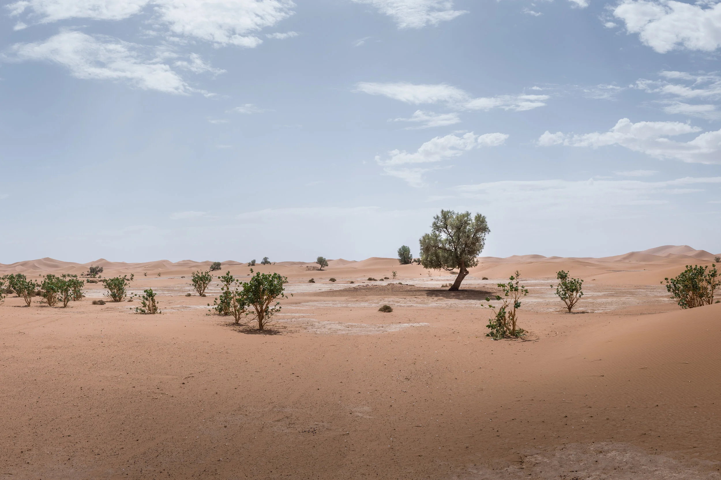  Foum Zguid, Morocco - 10/10/2021  A view of the last vegetation at the outskirts of the Sahara Desert.  As the Sahara expands each year, locals say this vegetation will be lost to the sand as well.  