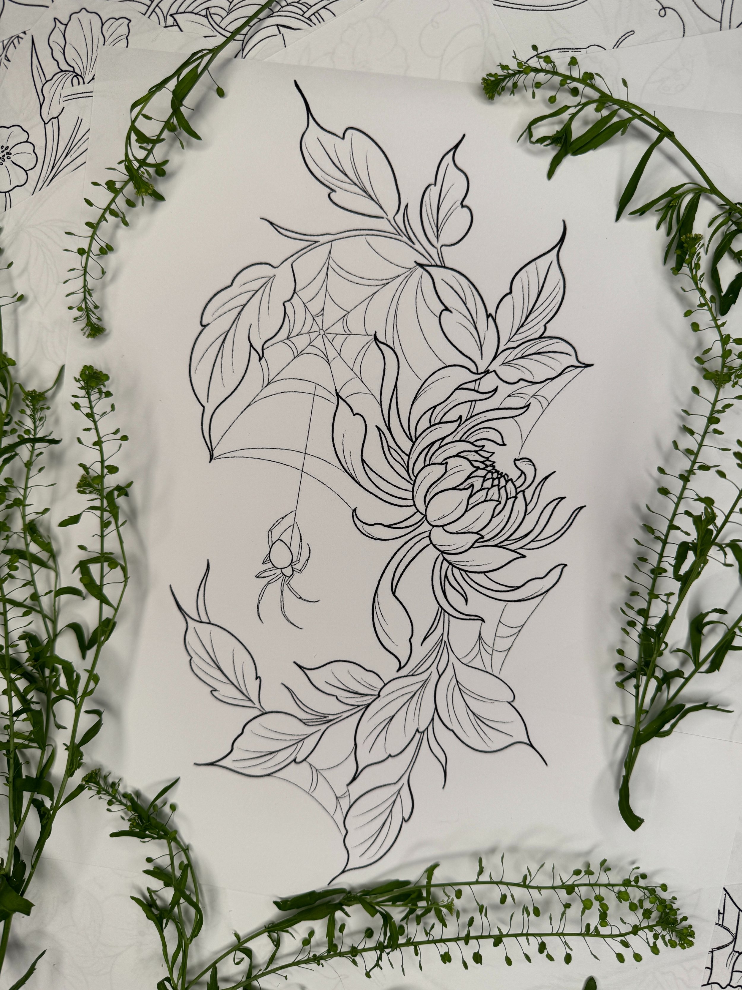 Chrysanthemum and Spider