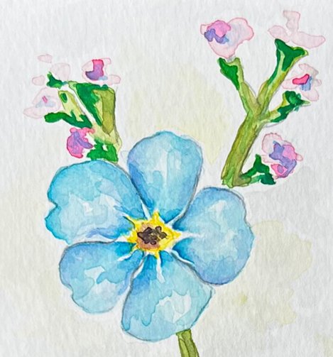 Close of of the beautiful blue forget-me-not watercolor painting 8x8
