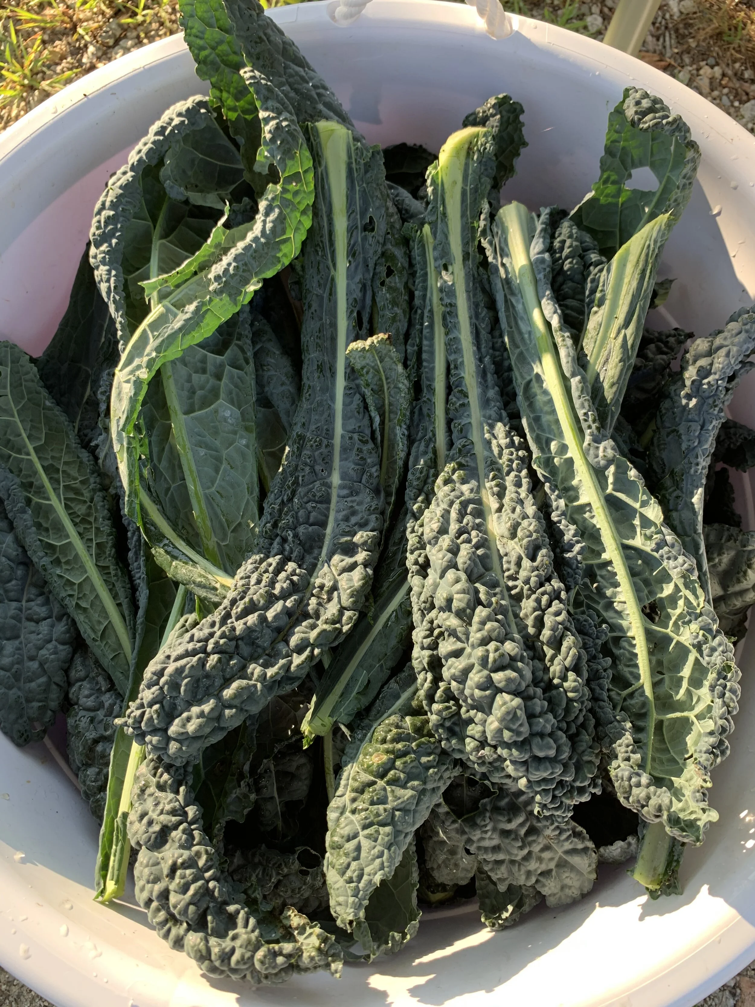 About — Westport Food Pantry