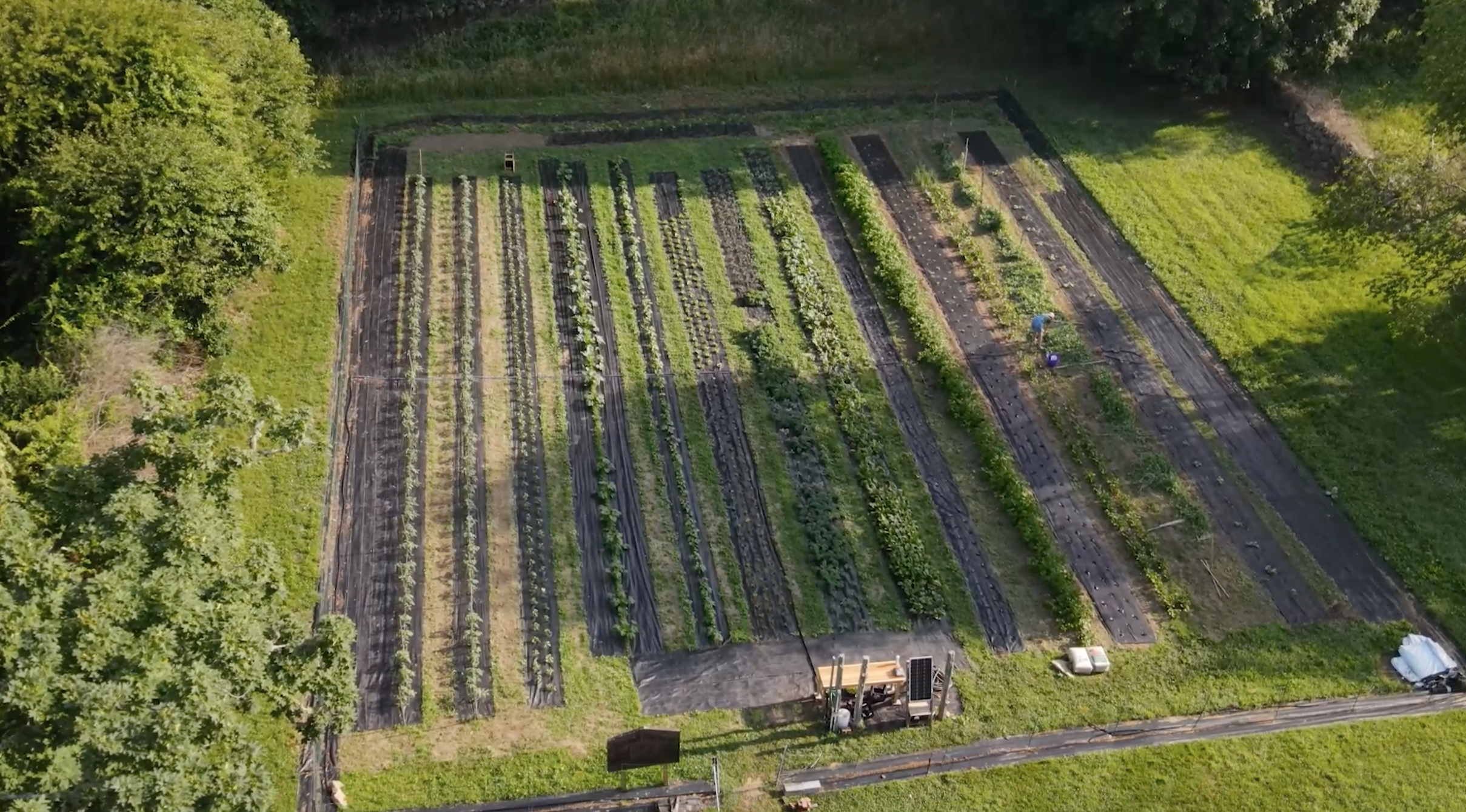 WFP Garden 7-25.PNG