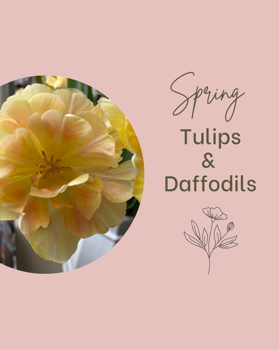 Biweekly Tulips & Daffodil Subscription