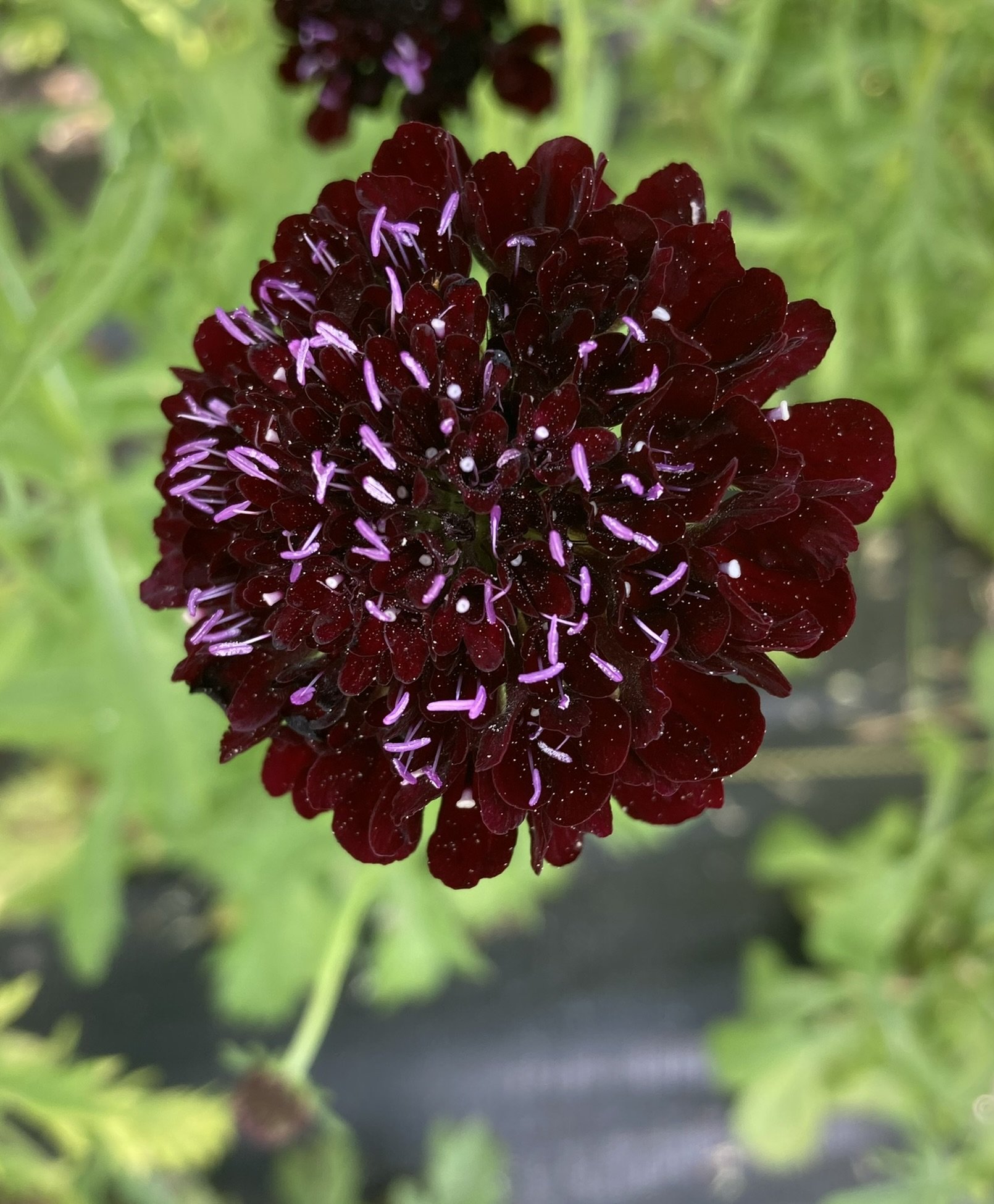 IMG_7208.jpeg