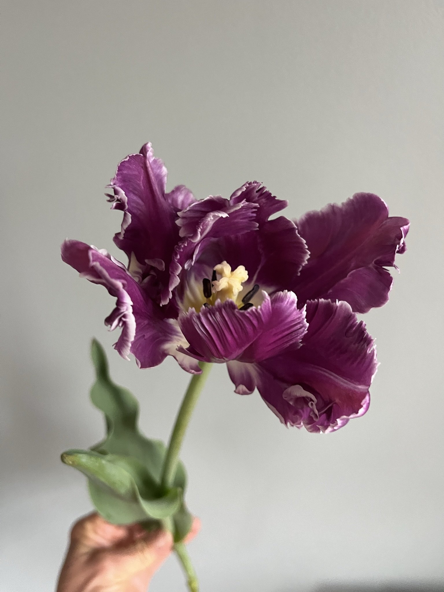 IMG_7563.jpeg
