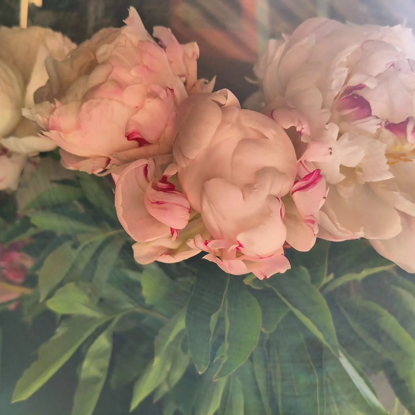 .
If you want to know a little 
about how a mind can work, 
a snapshot.
More and again, baffled to learn
others are not so easily seeing 
everything I see. Riding a wave 
of clarity from something so simple 
as looking at a flower,
in awe of existenc