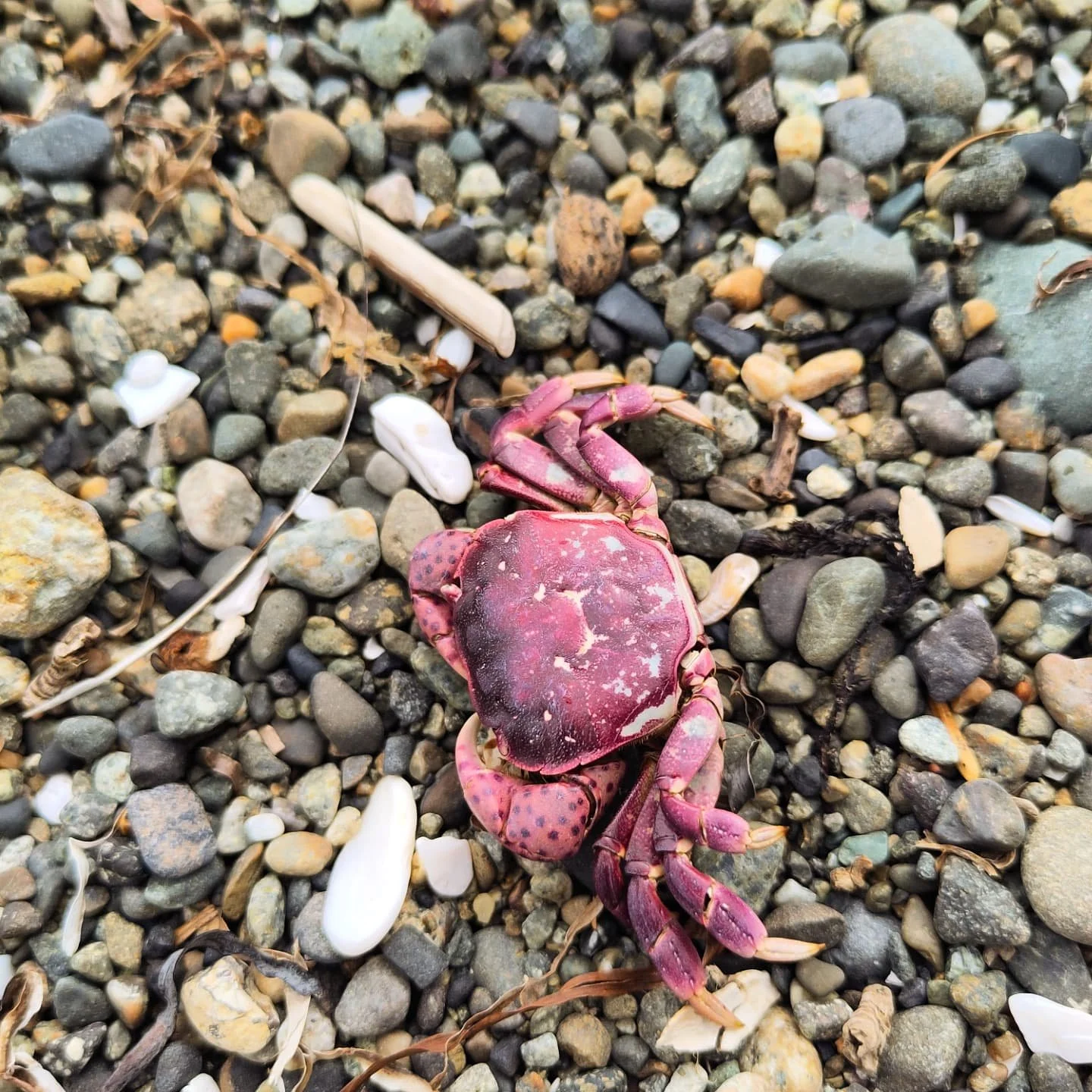 Dreaming about the pinks and purples of summer in far off places. 🐚