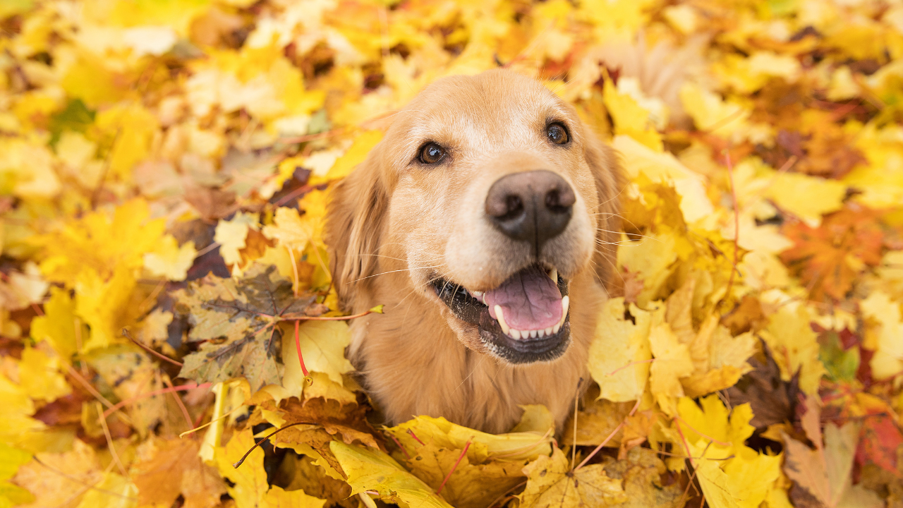Pause For Fall How Not to Fall in Autumn — Pause & Breathe