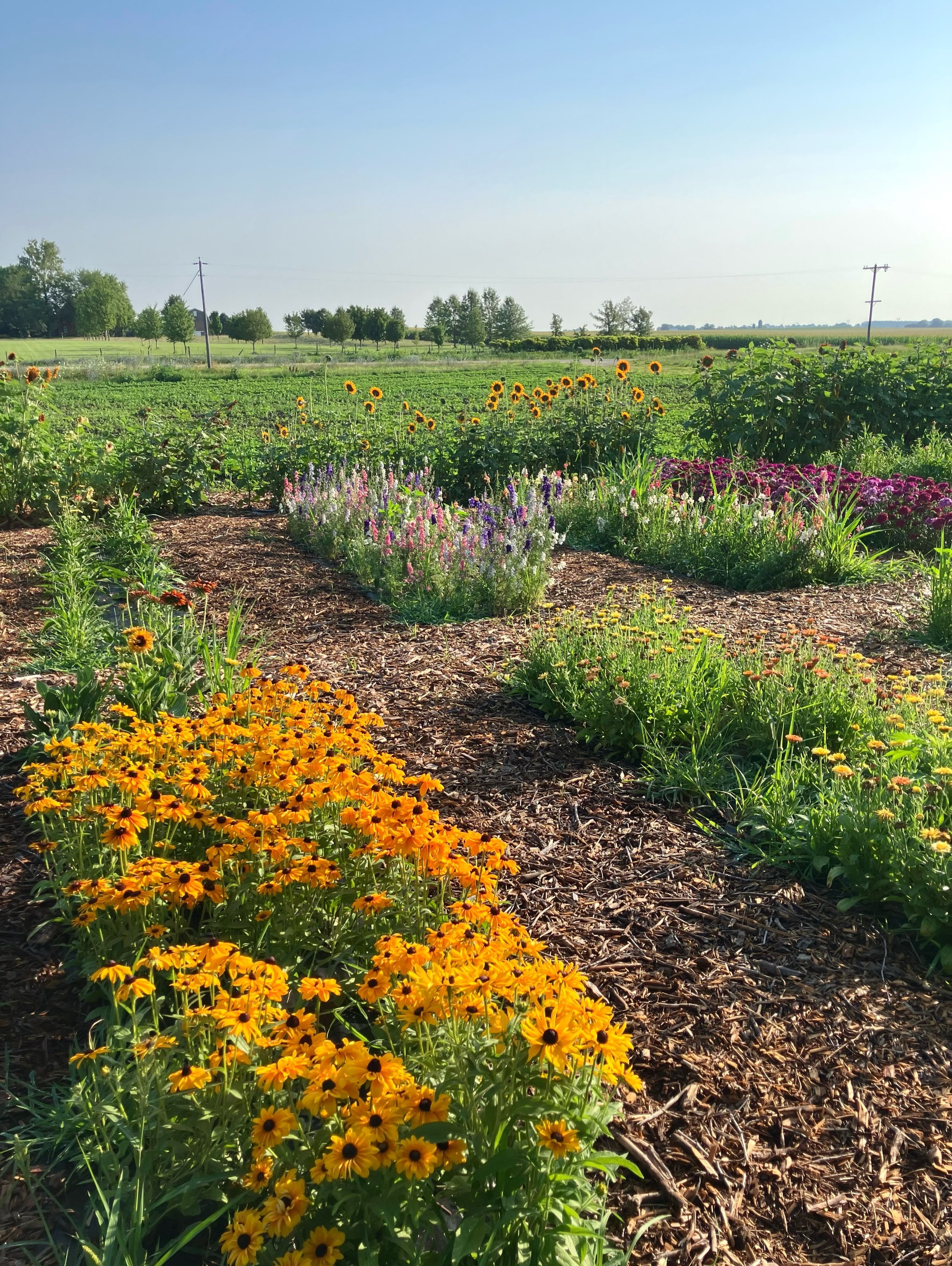 Sugar Creek You-Pick is OPEN this weekend! Come enjoy the beauty of our flower patch and create your own fresh-cut bouquet 💐

Friday, July 24th
🌻5:30 PM - 8:30 PM

Saturday, July 25th
🌻8:00 AM - 11:00 AM
🌻5:30 PM - 8:30 PM

No reservation require