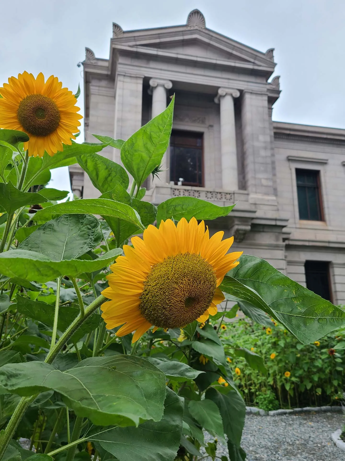 MFA sunflowers.jpg