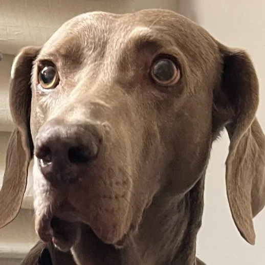 Movie Review- Dune: Part Two