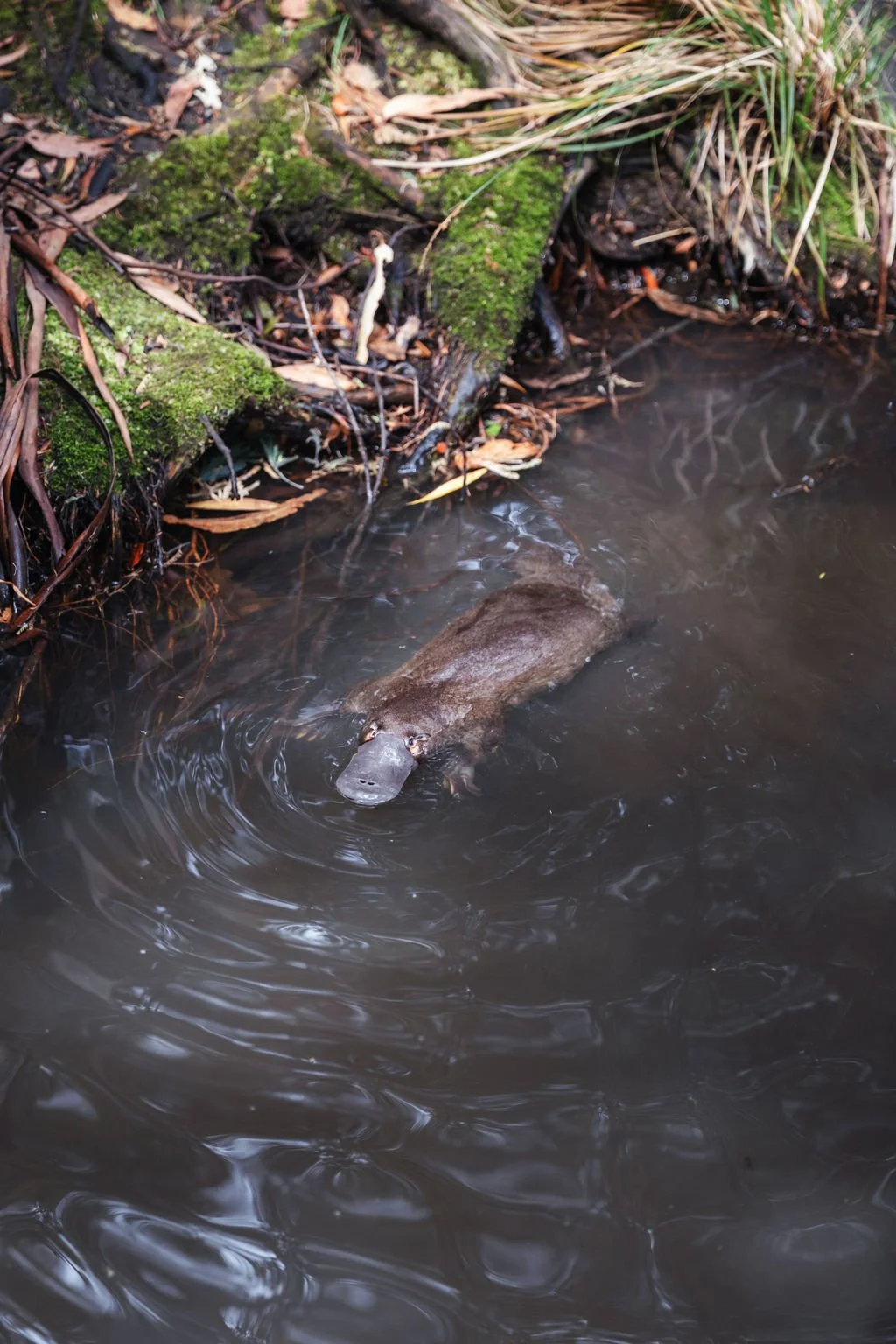 platypus in the creek at cascade park Hobart