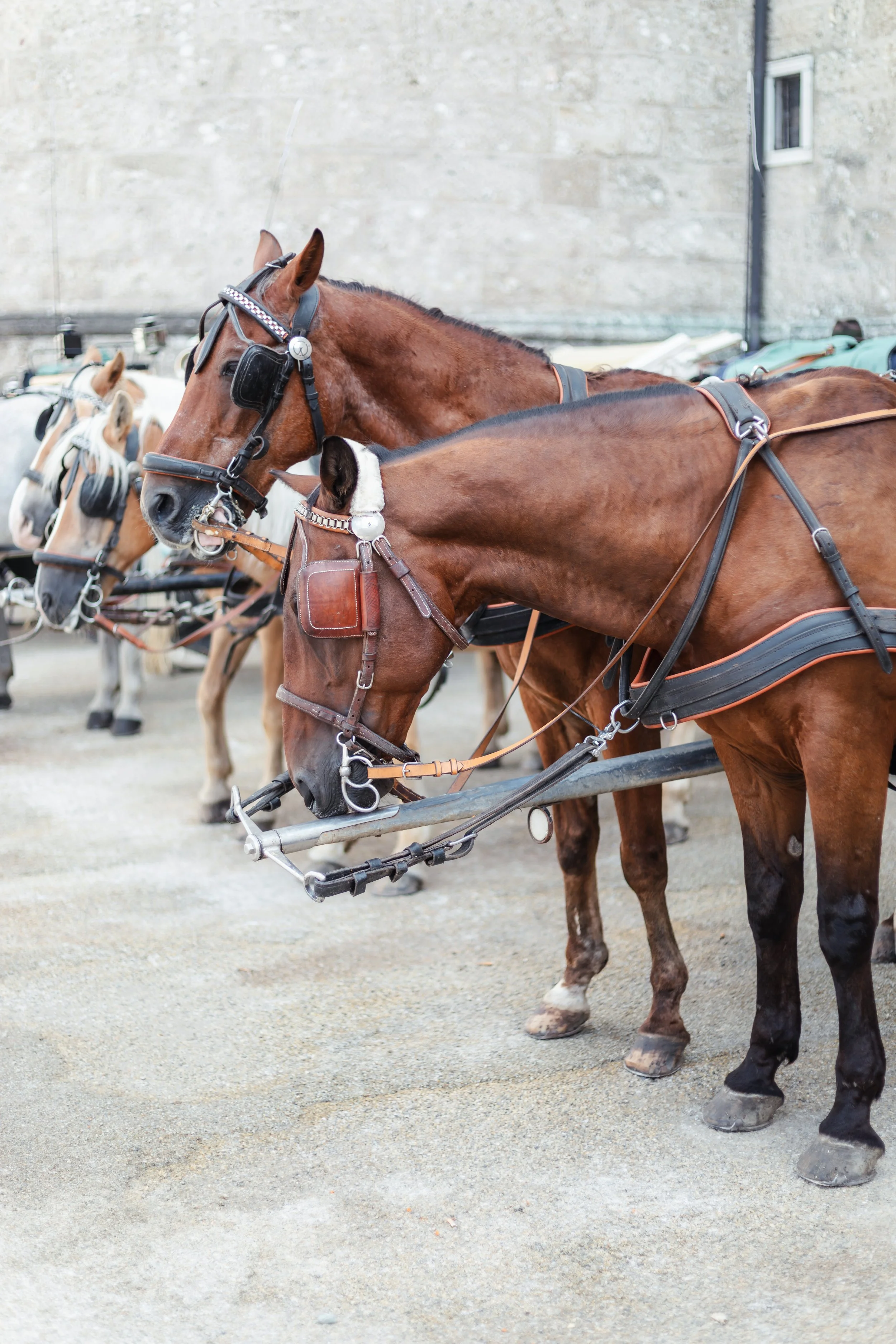 horse drawn carriage salzburg